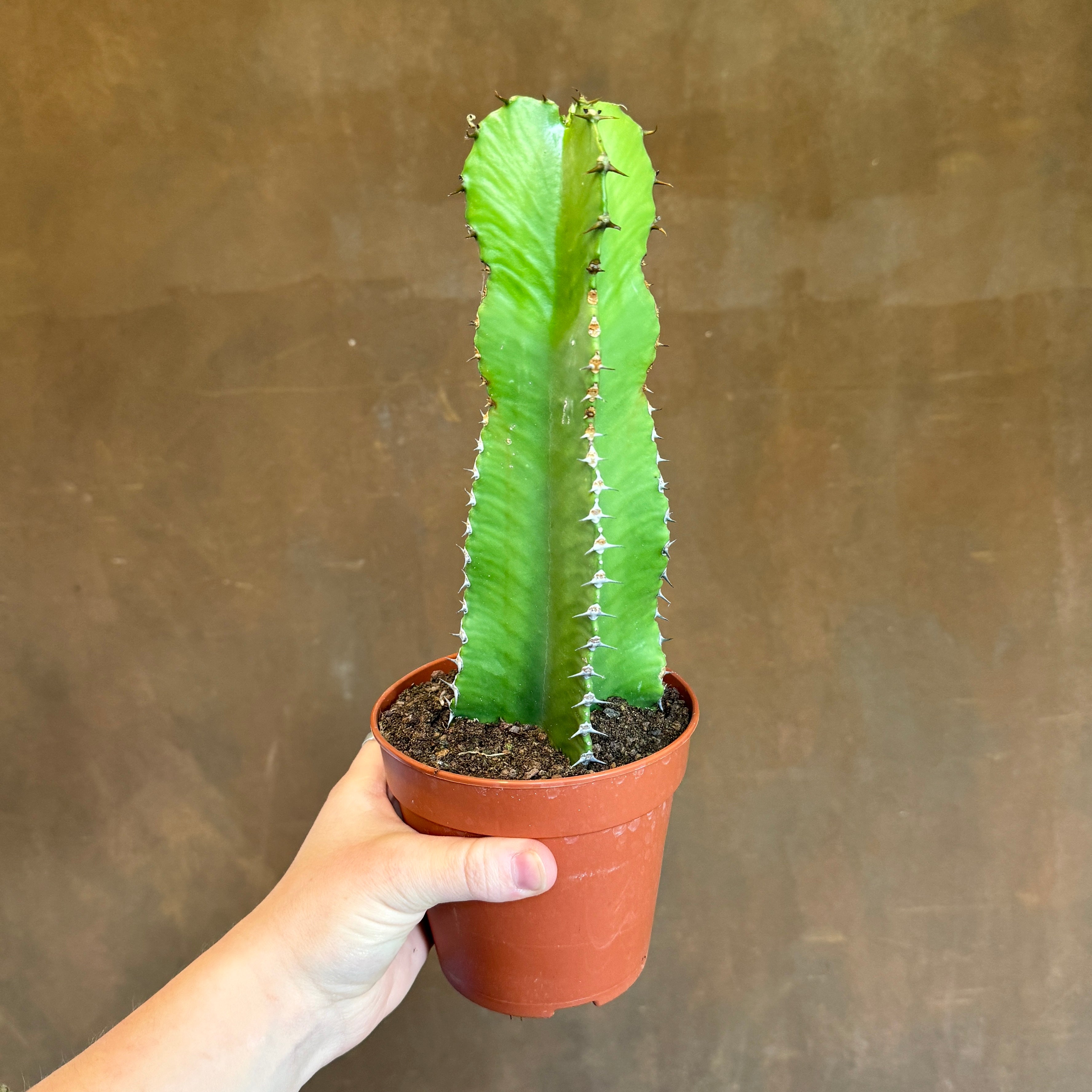 Euphorbia triangularis