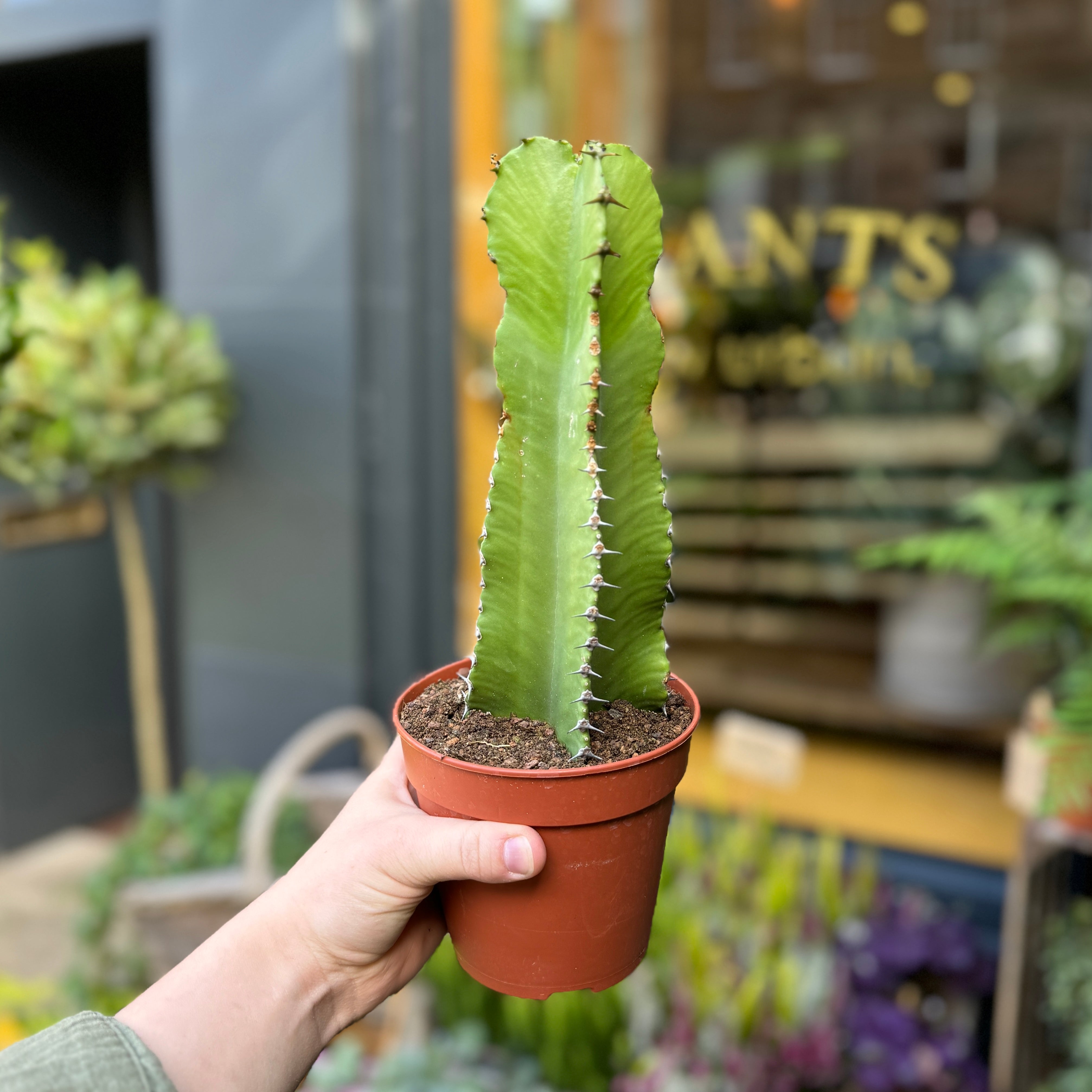 Euphorbia triangularis