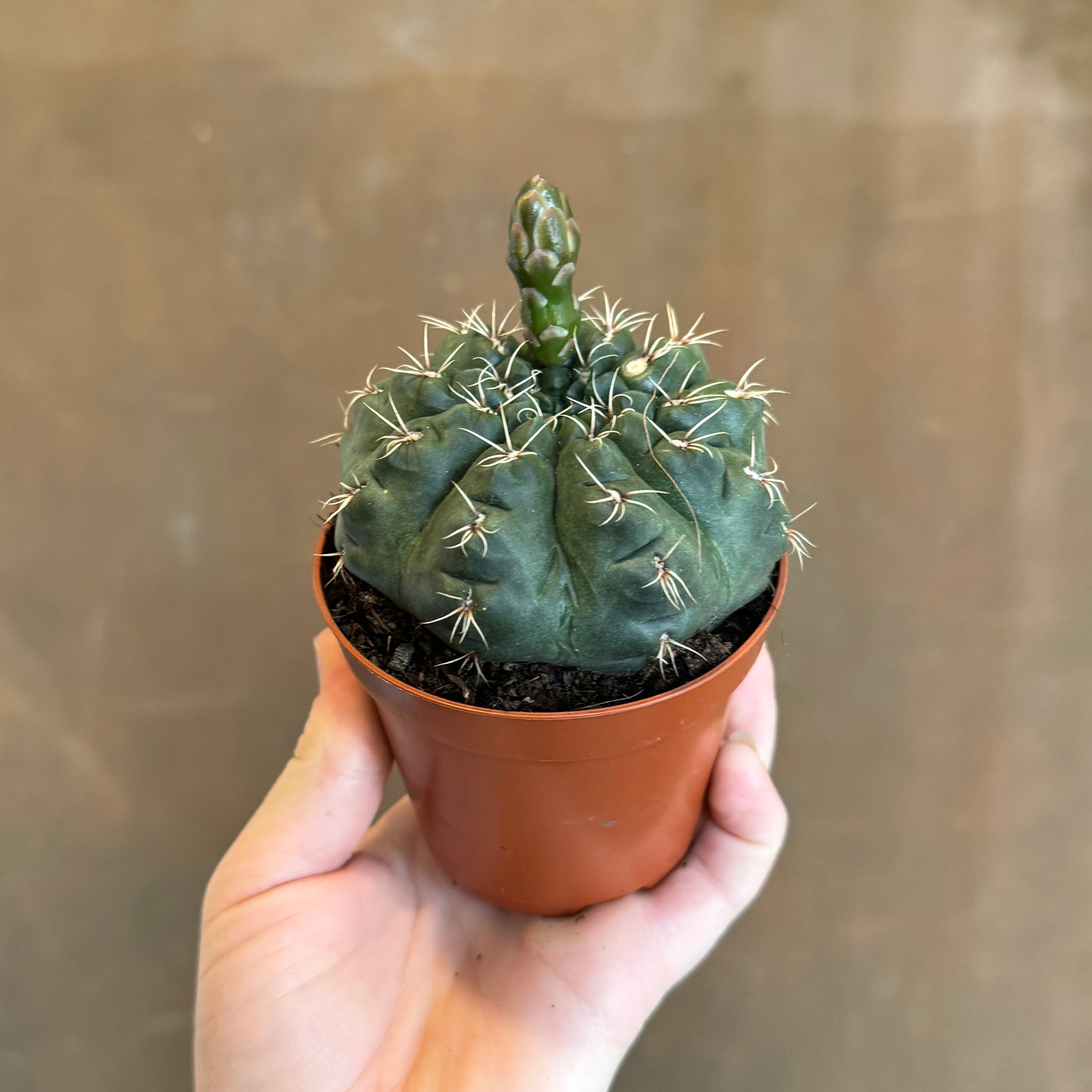 Gymnocalycium baldianum