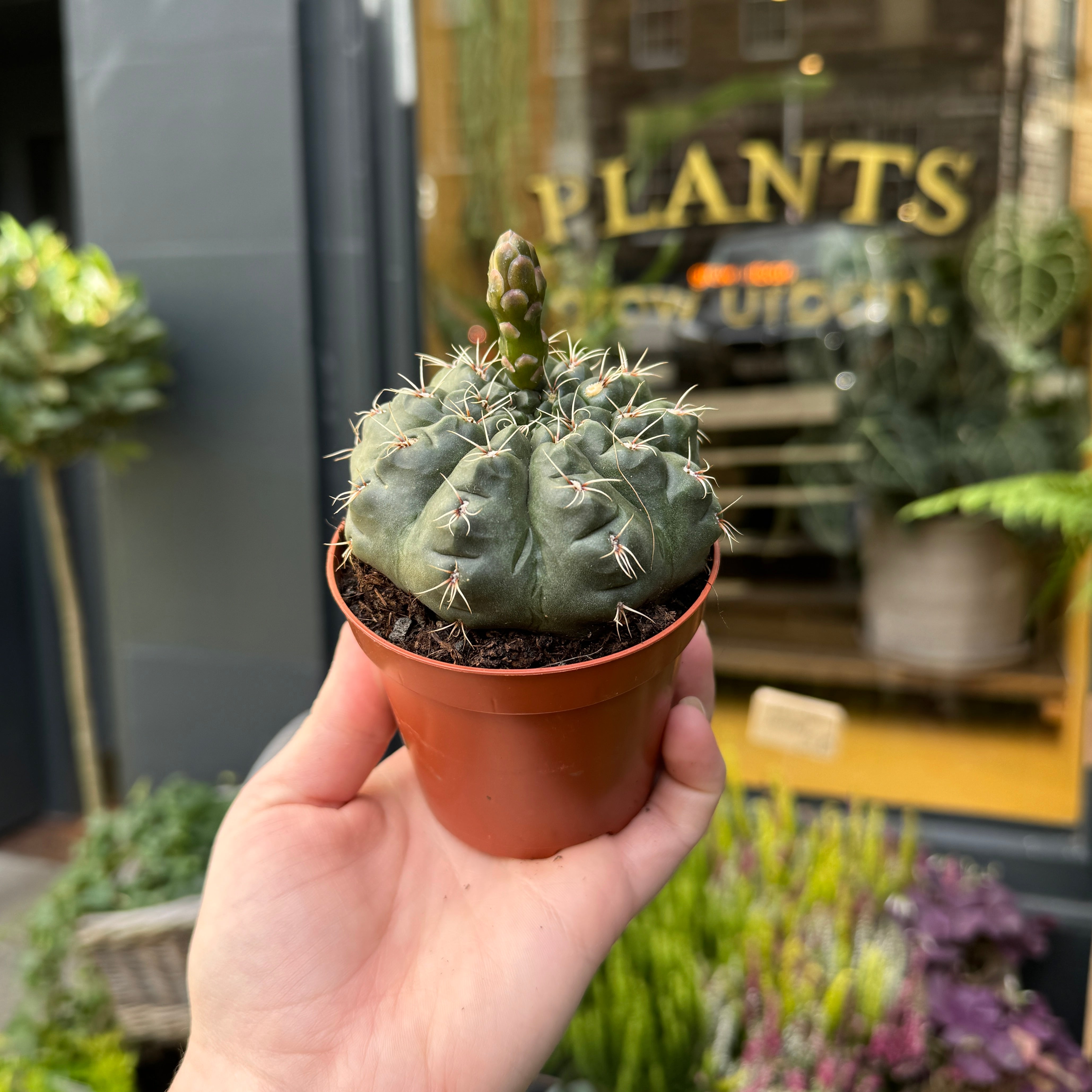 Gymnocalycium baldianum