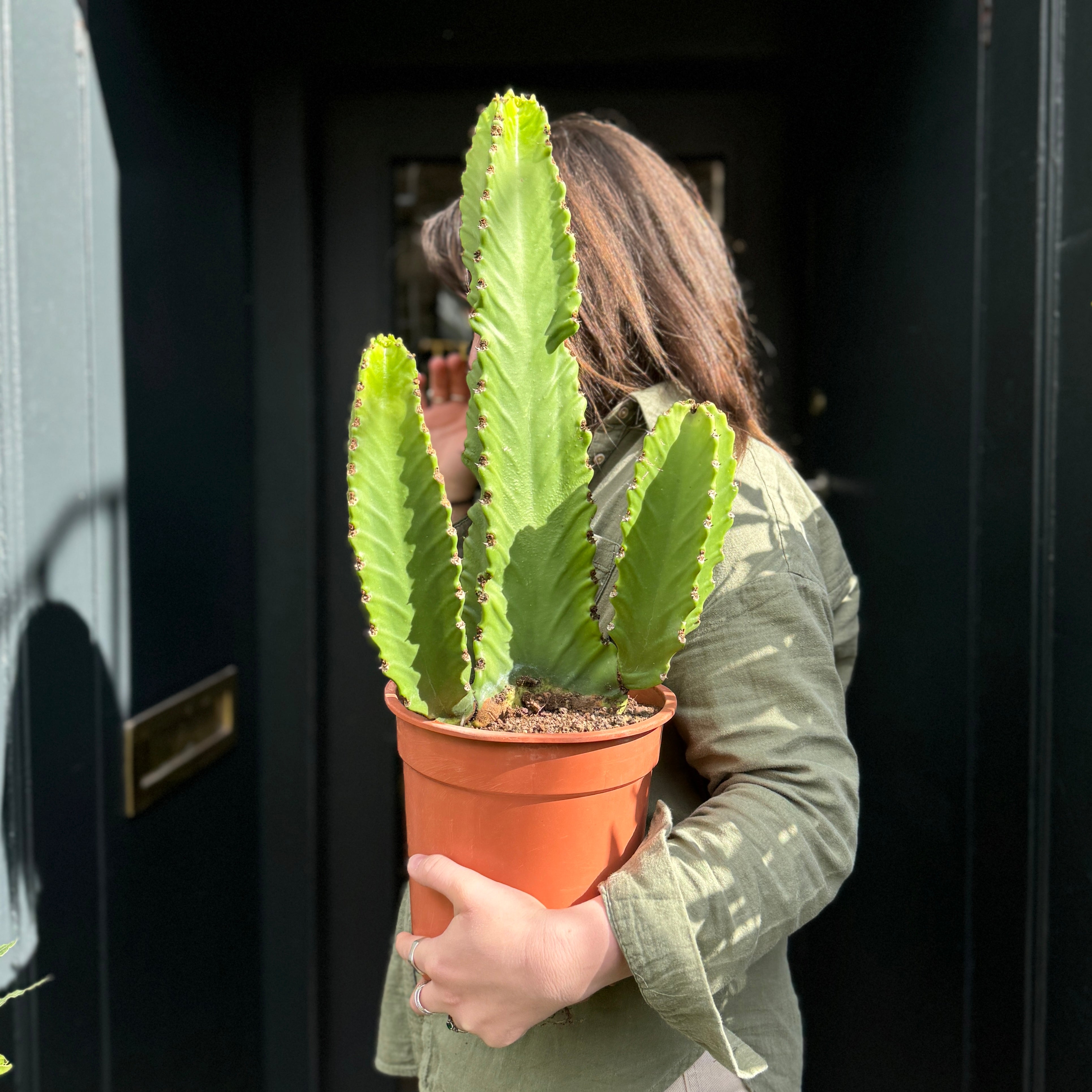 Euphorbia ingens 'Canarias'