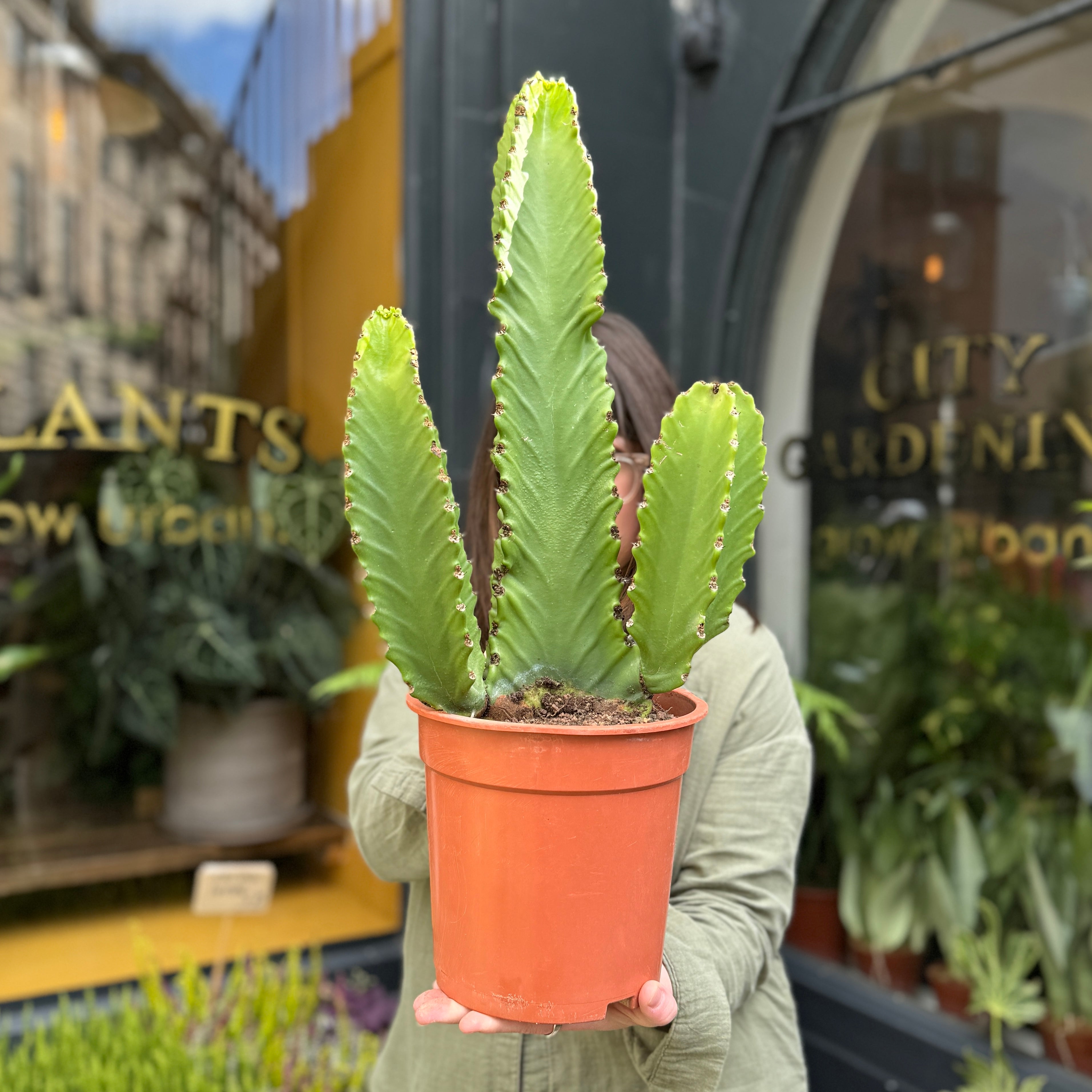 Euphorbia ingens 'Canarias'