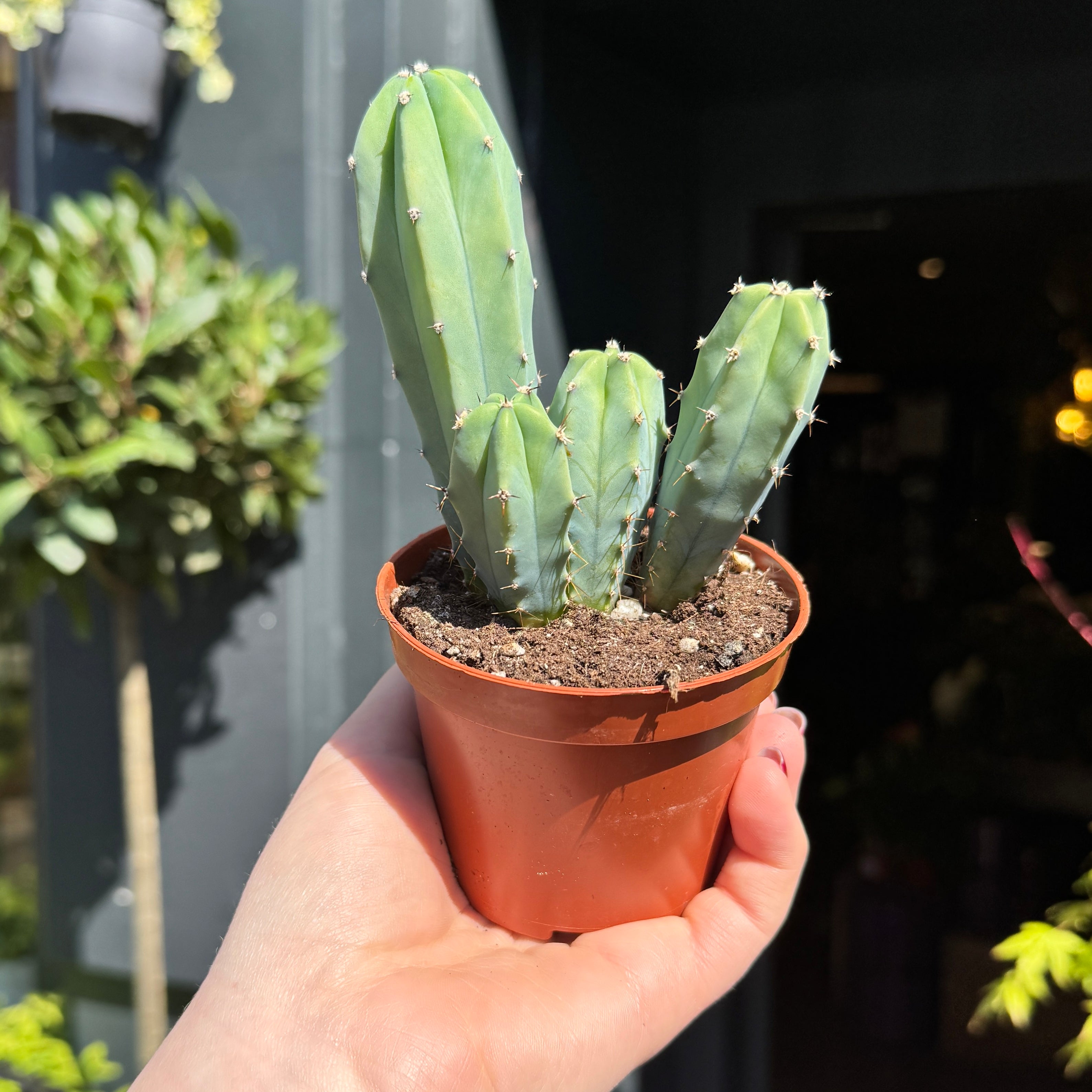 Myrtillocactus geometrizans