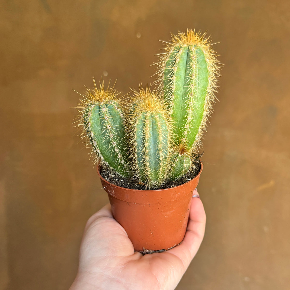 Pilosocereus azureus | Blue Columnar Cactus UK Delivery