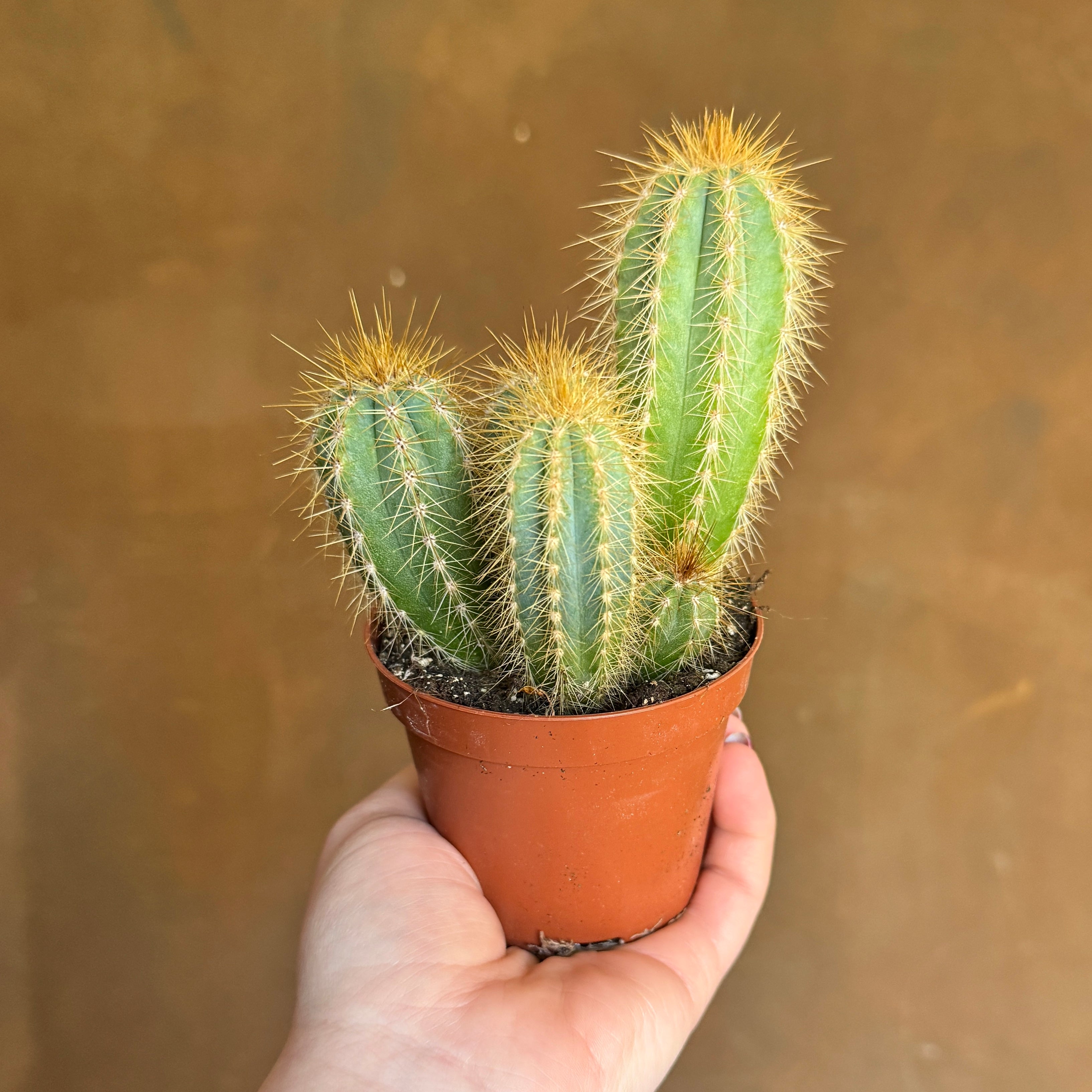 Pilosocereus azureus
