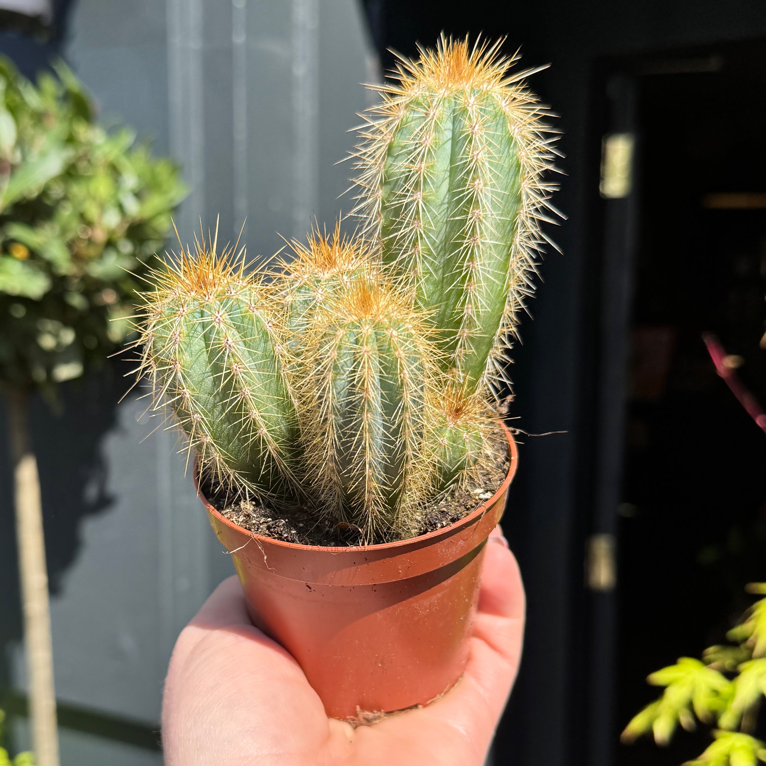 Pilosocereus azureus