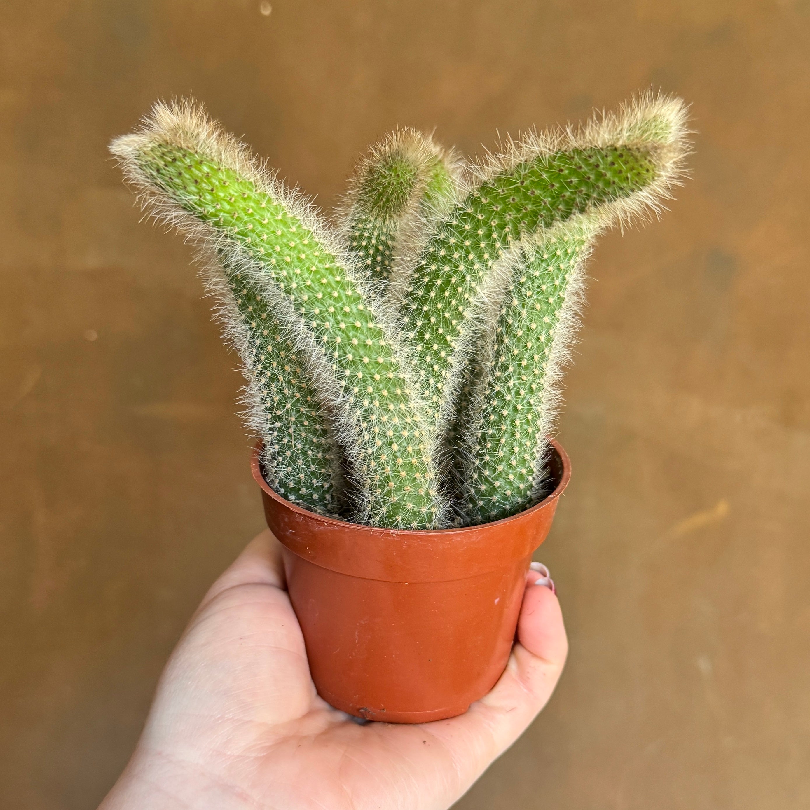 Cleistocactus colademononis