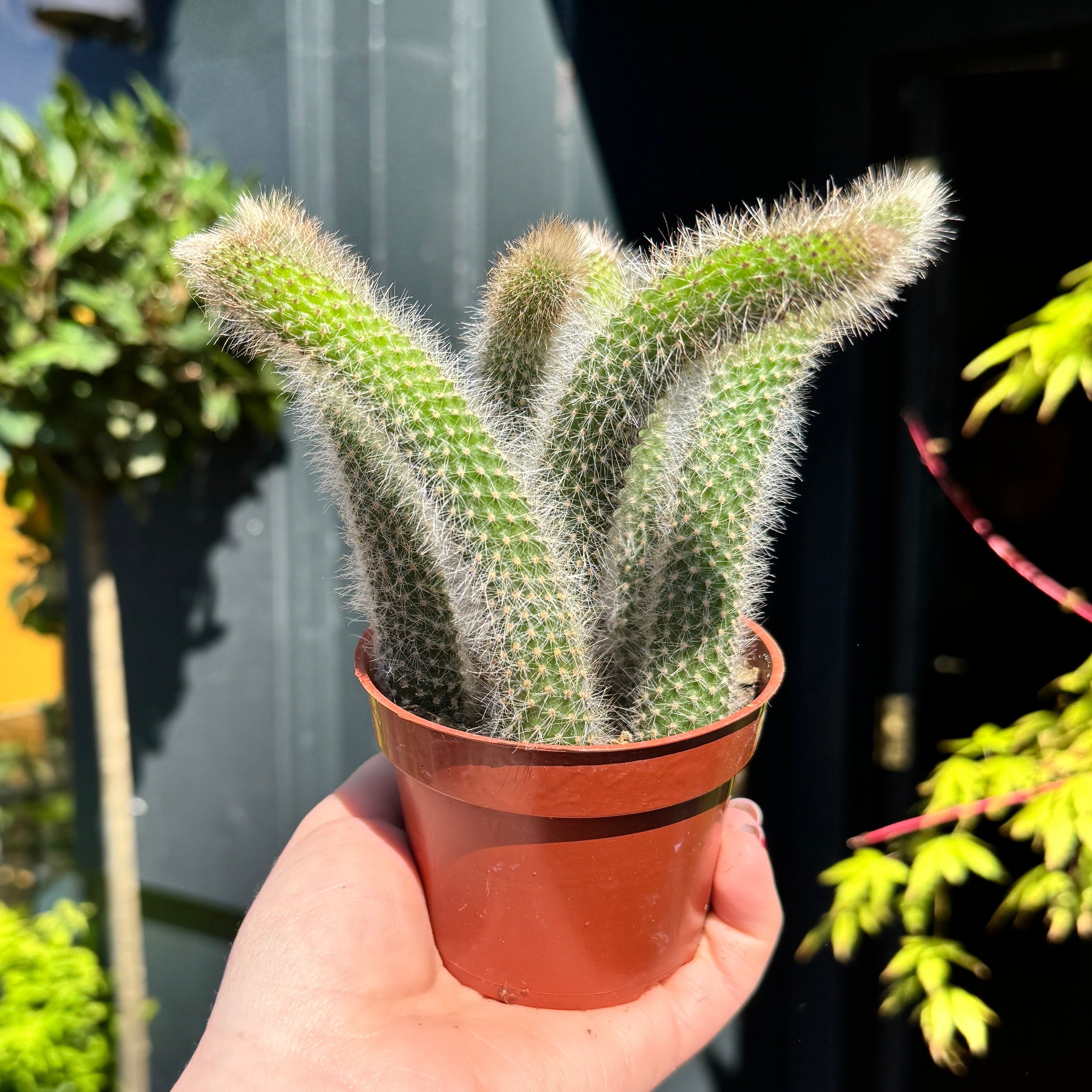 Cleistocactus colademononis