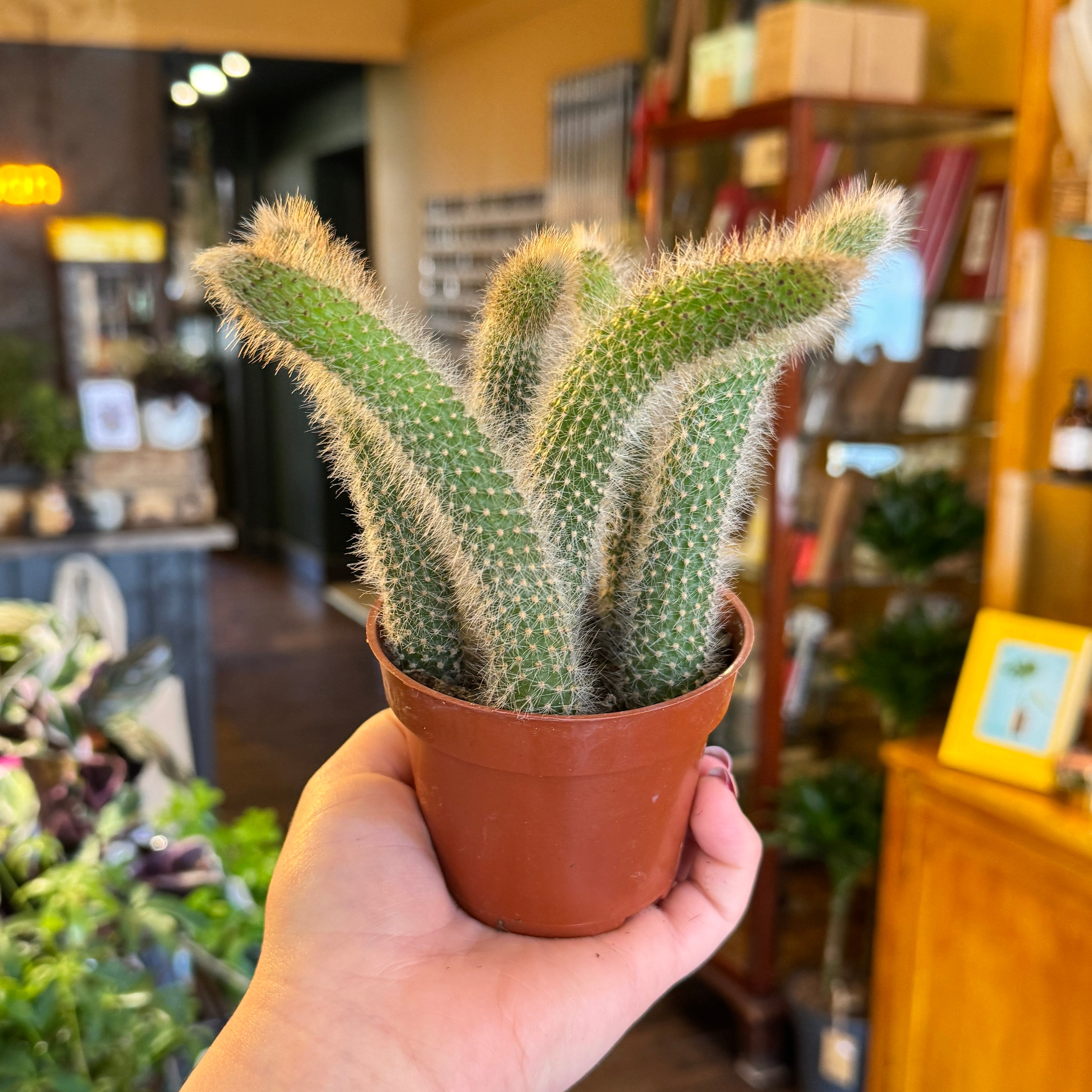 Cleistocactus colademononis