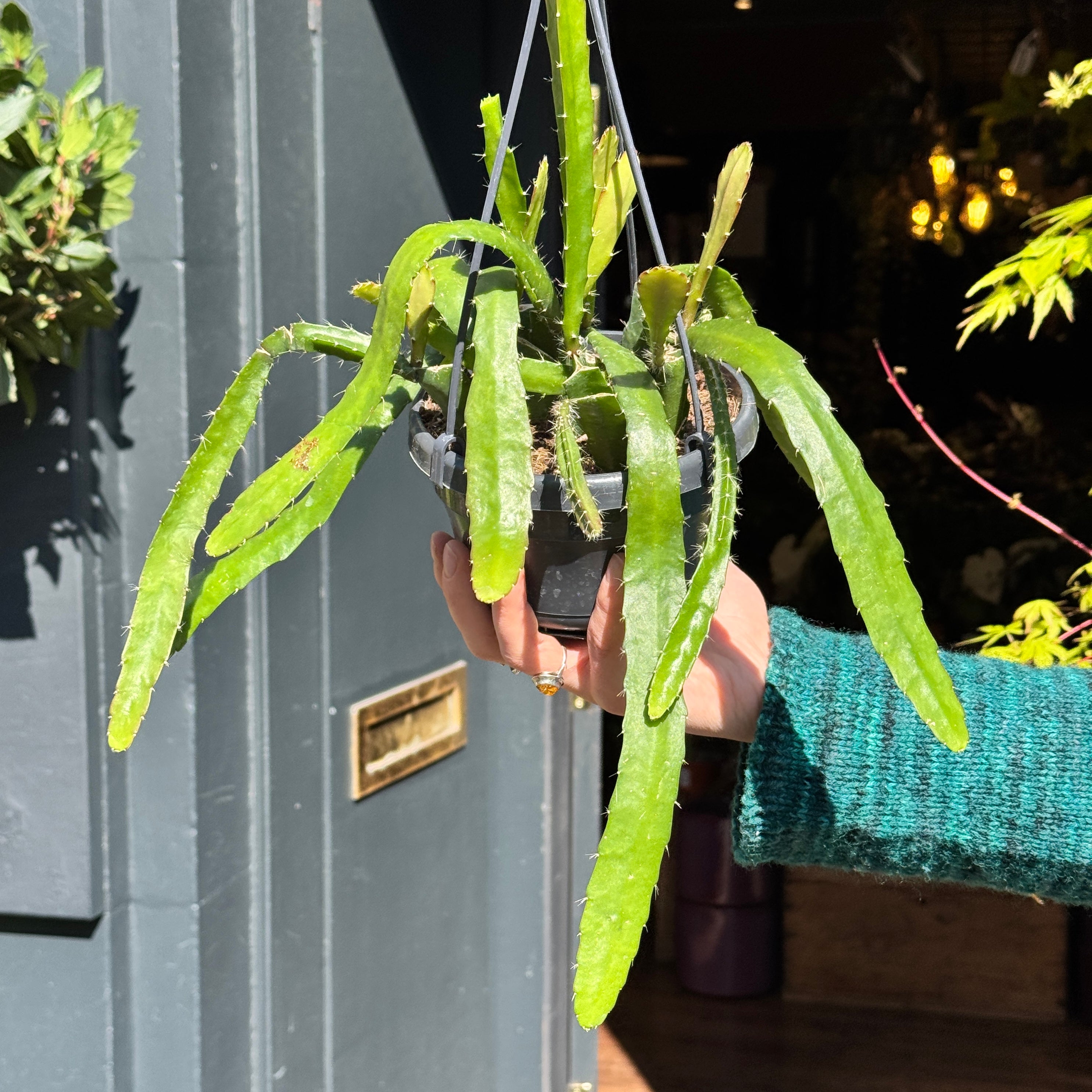 Epiphyllum ‘Red Tip’