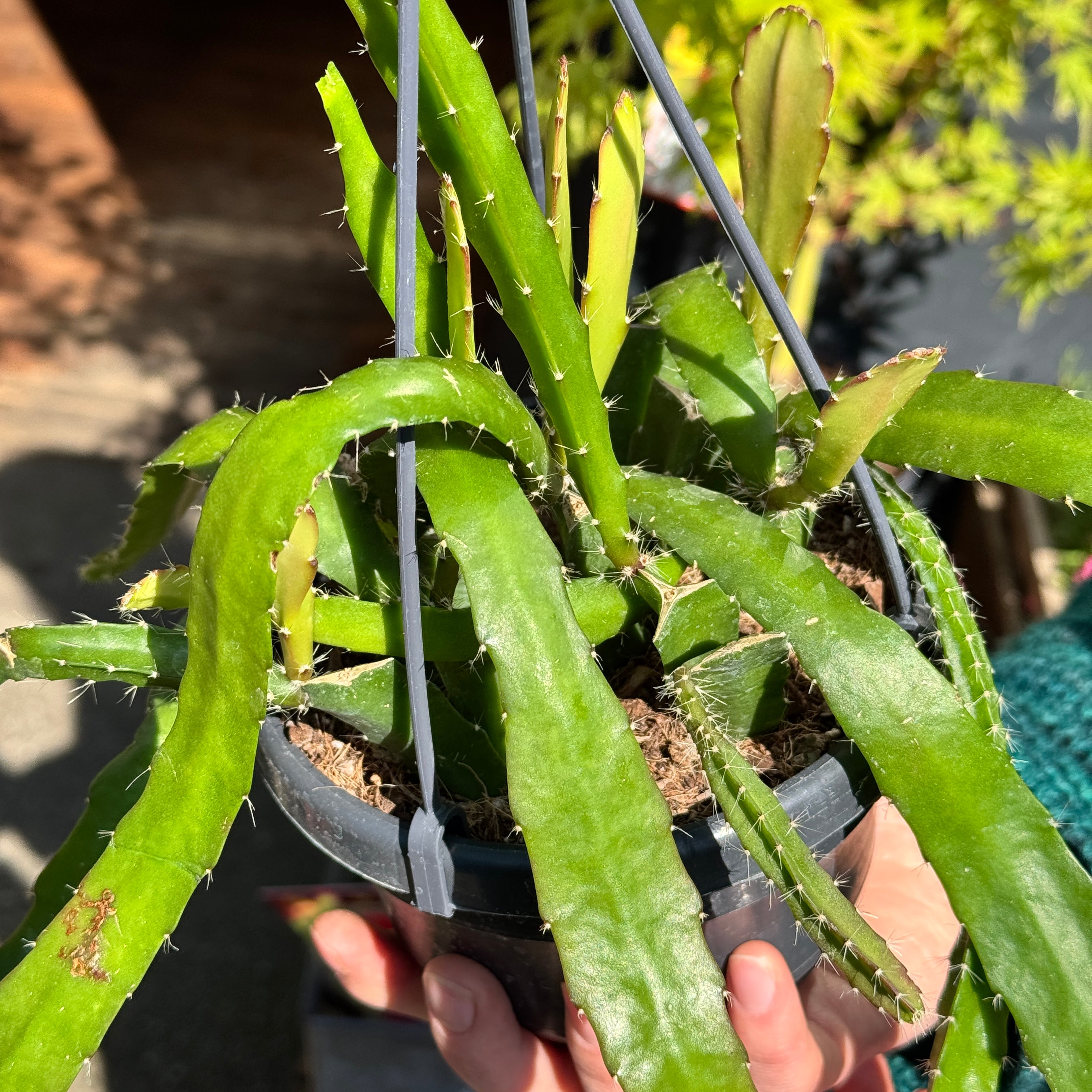 Epiphyllum ‘Red Tip’