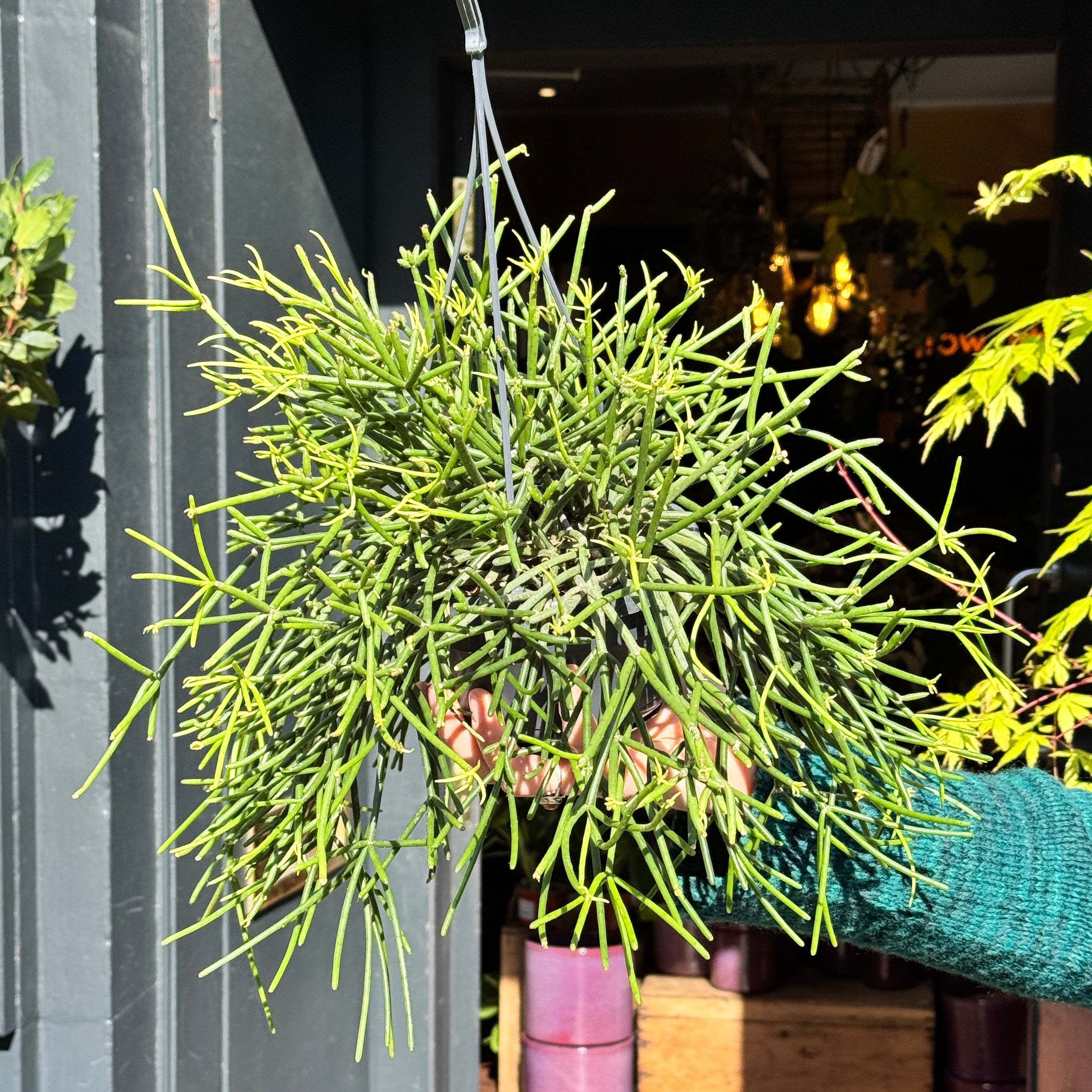 Rhipsalis neves-armondii