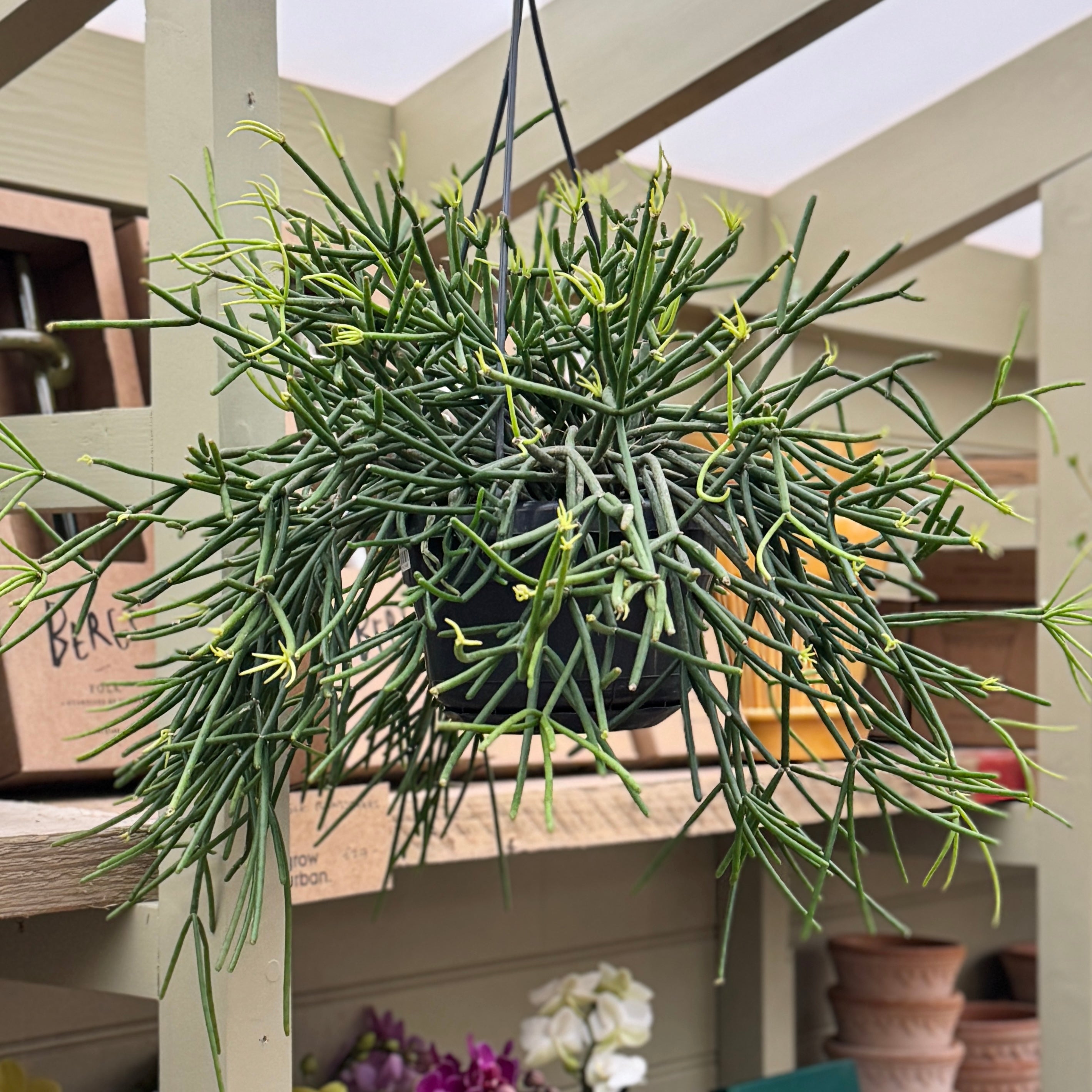 Rhipsalis neves-armondii