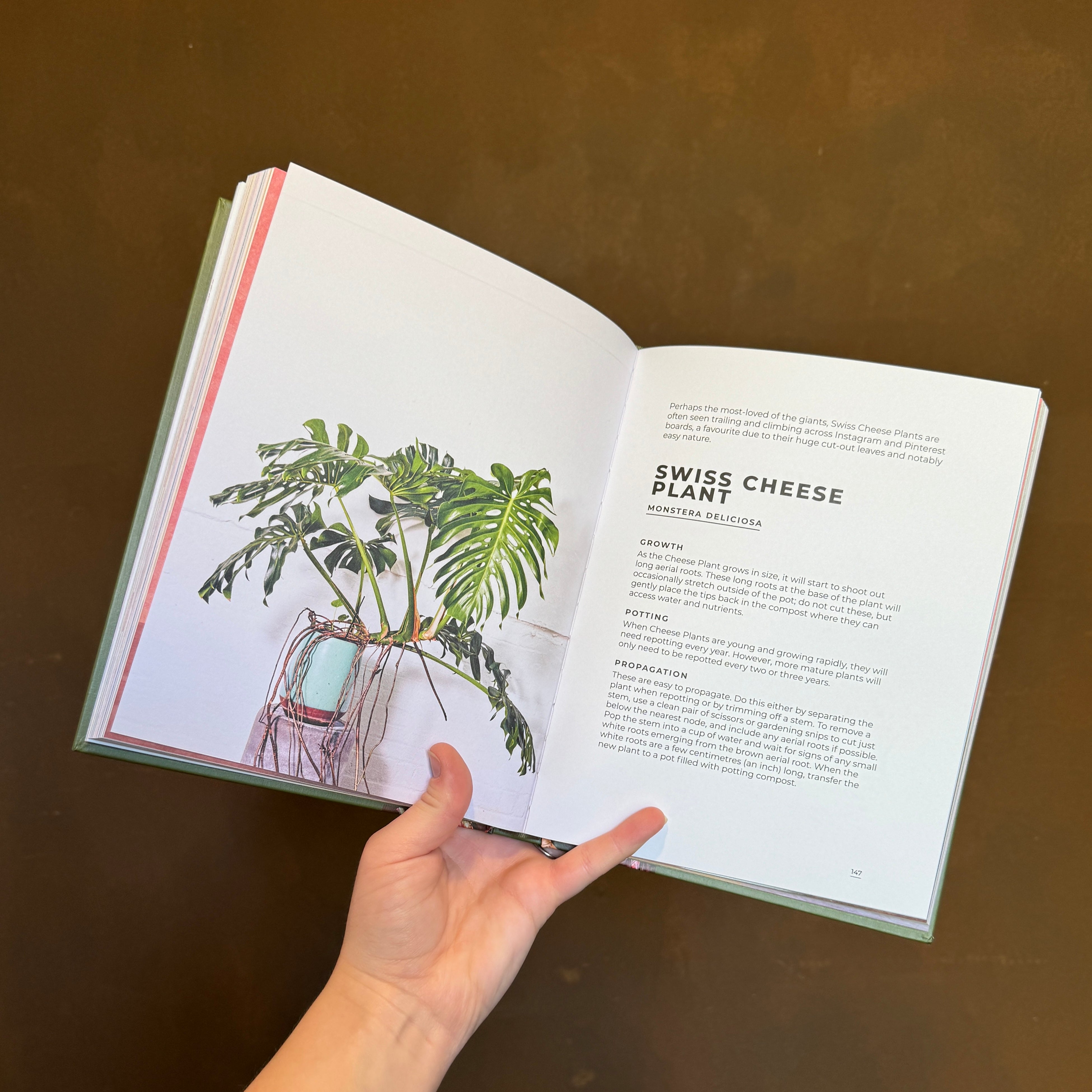 Big Book of House Plants