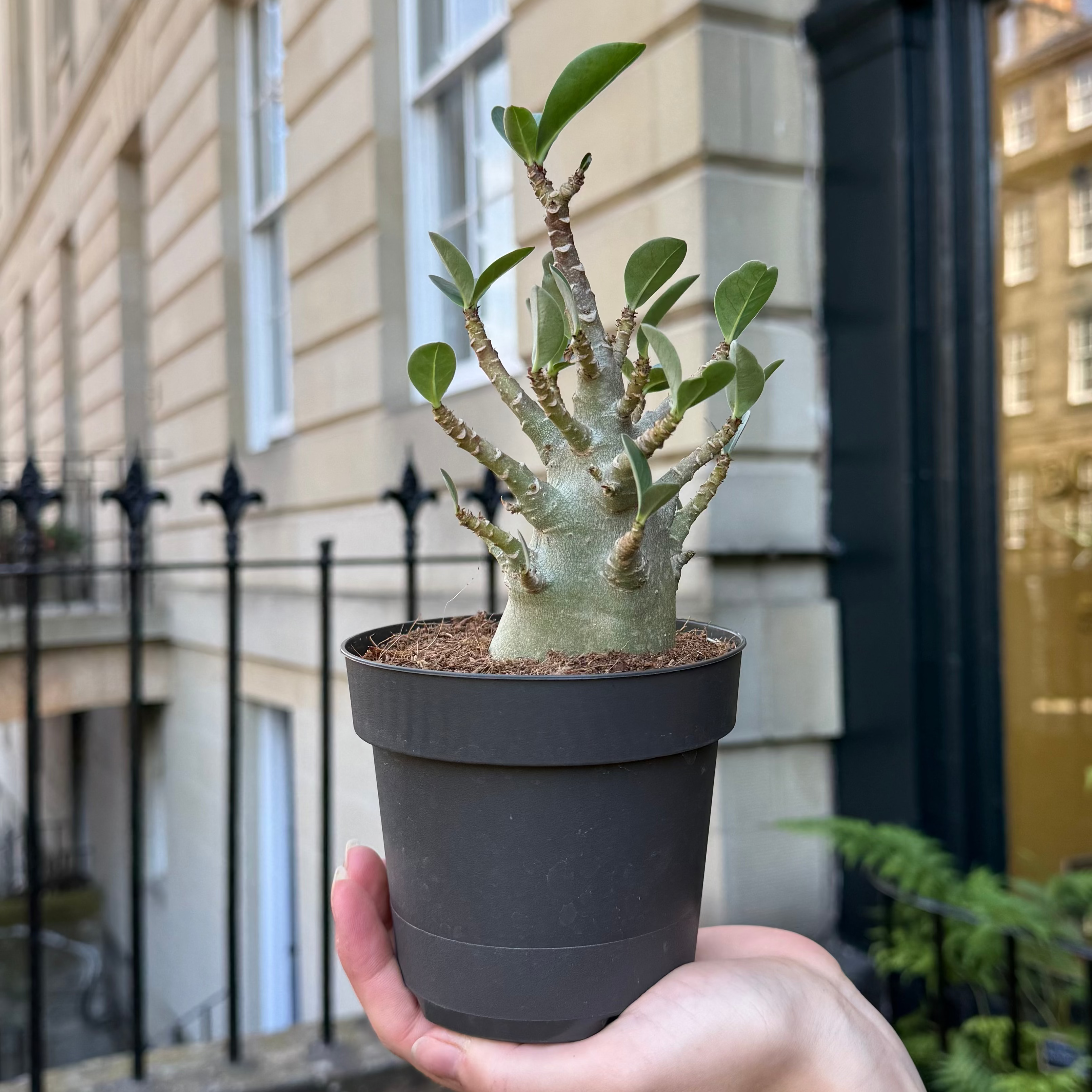 Adenium arabicum 'Baobab'