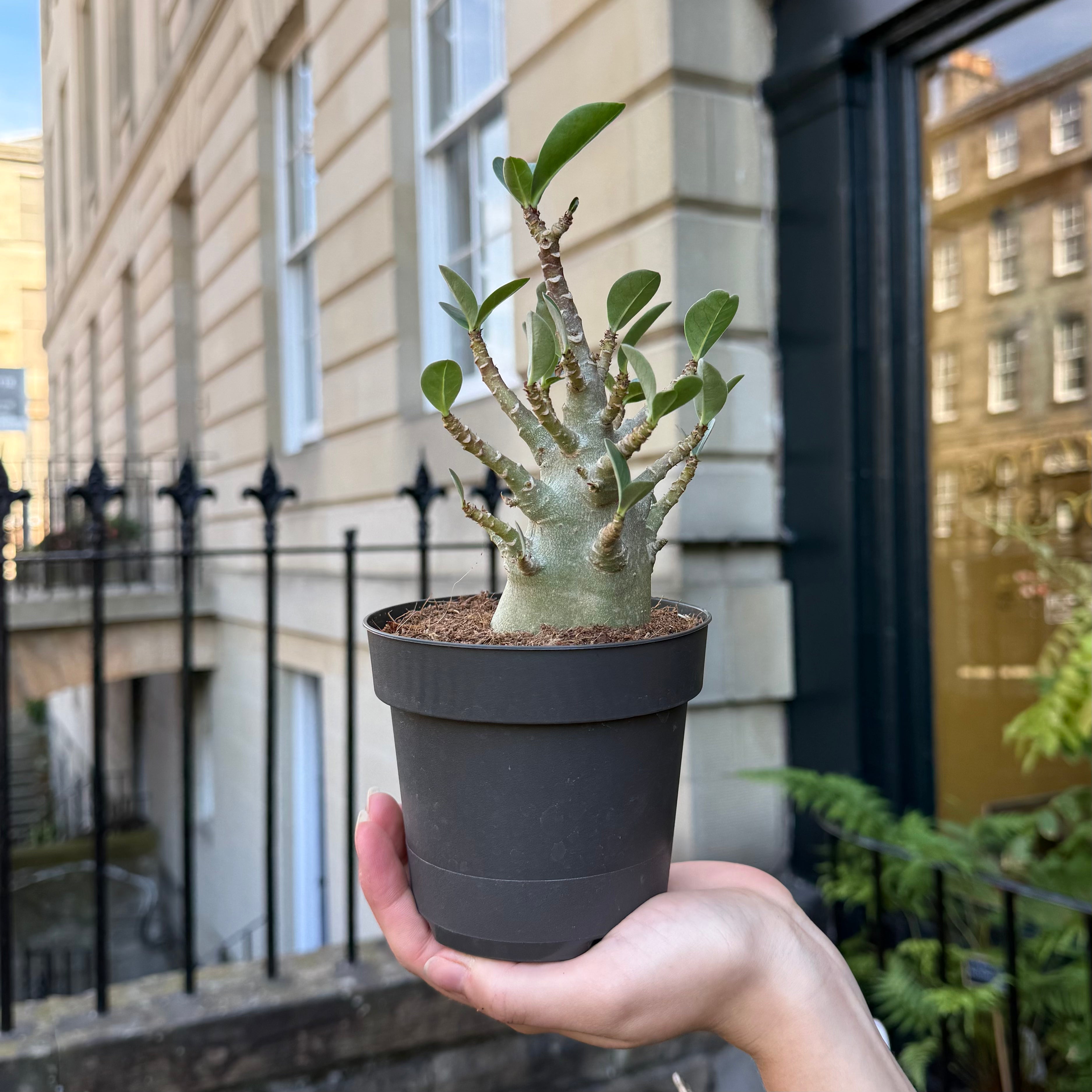 Adenium arabicum 'Baobab'