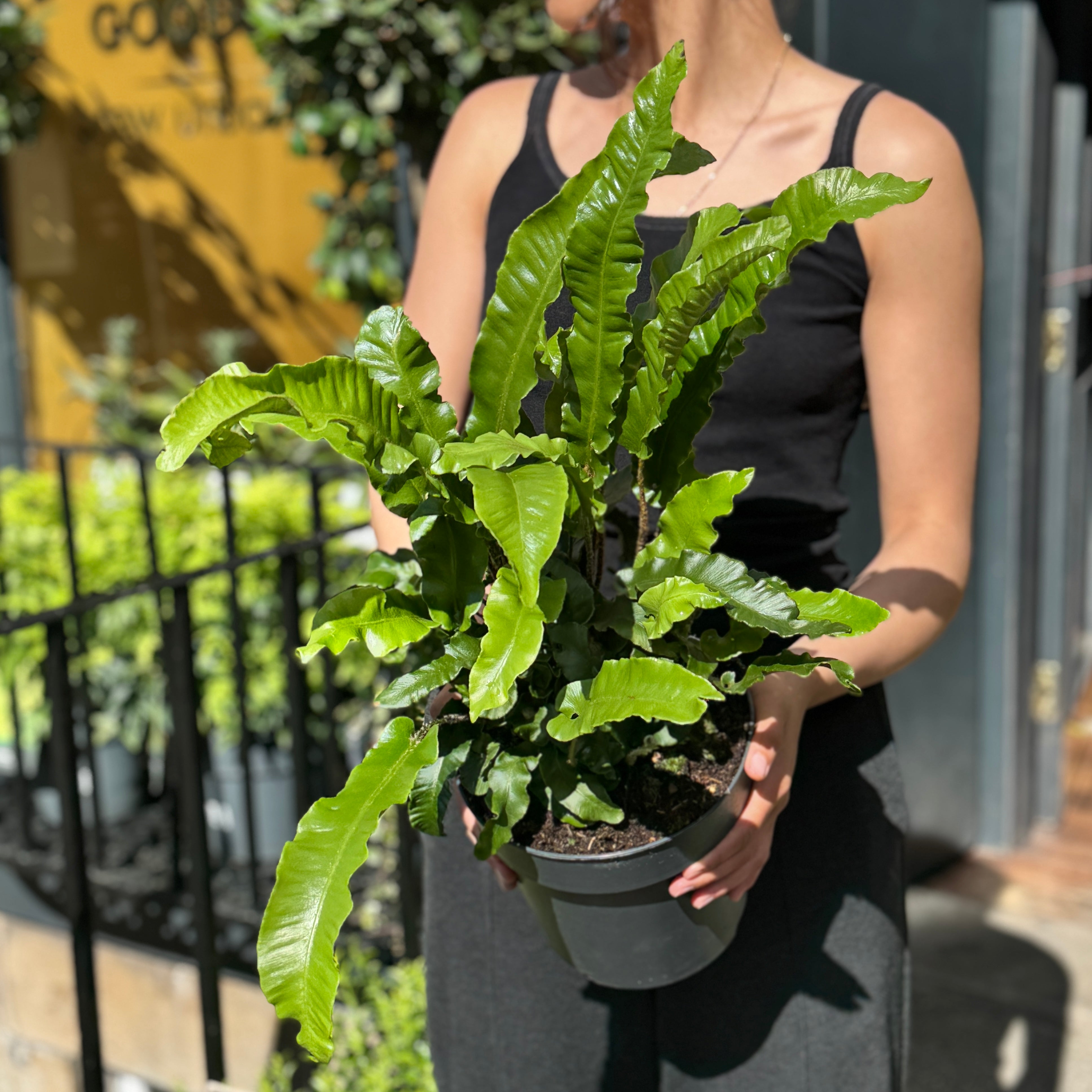 Asplenium scolopendrium