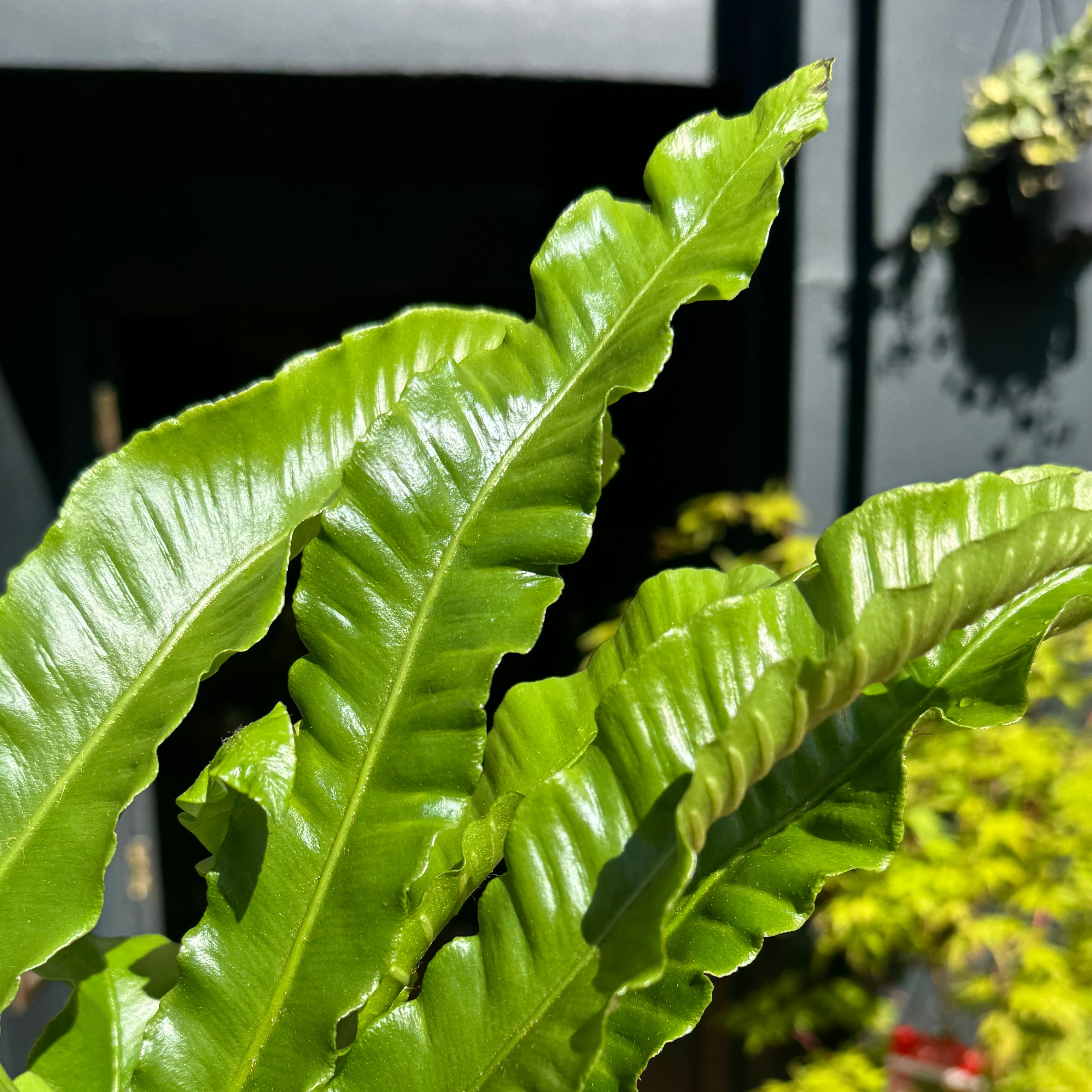 Asplenium scolopendrium