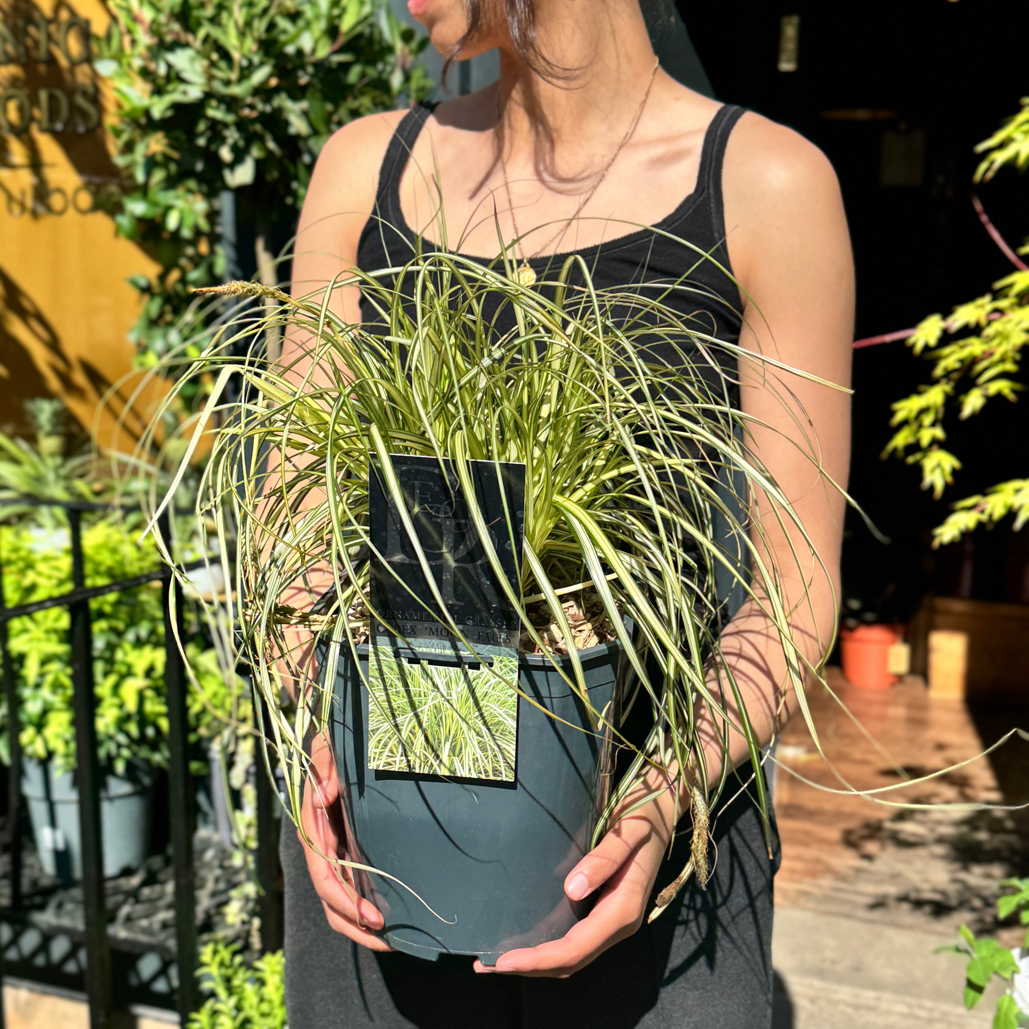 Carex 'Moon Falls'