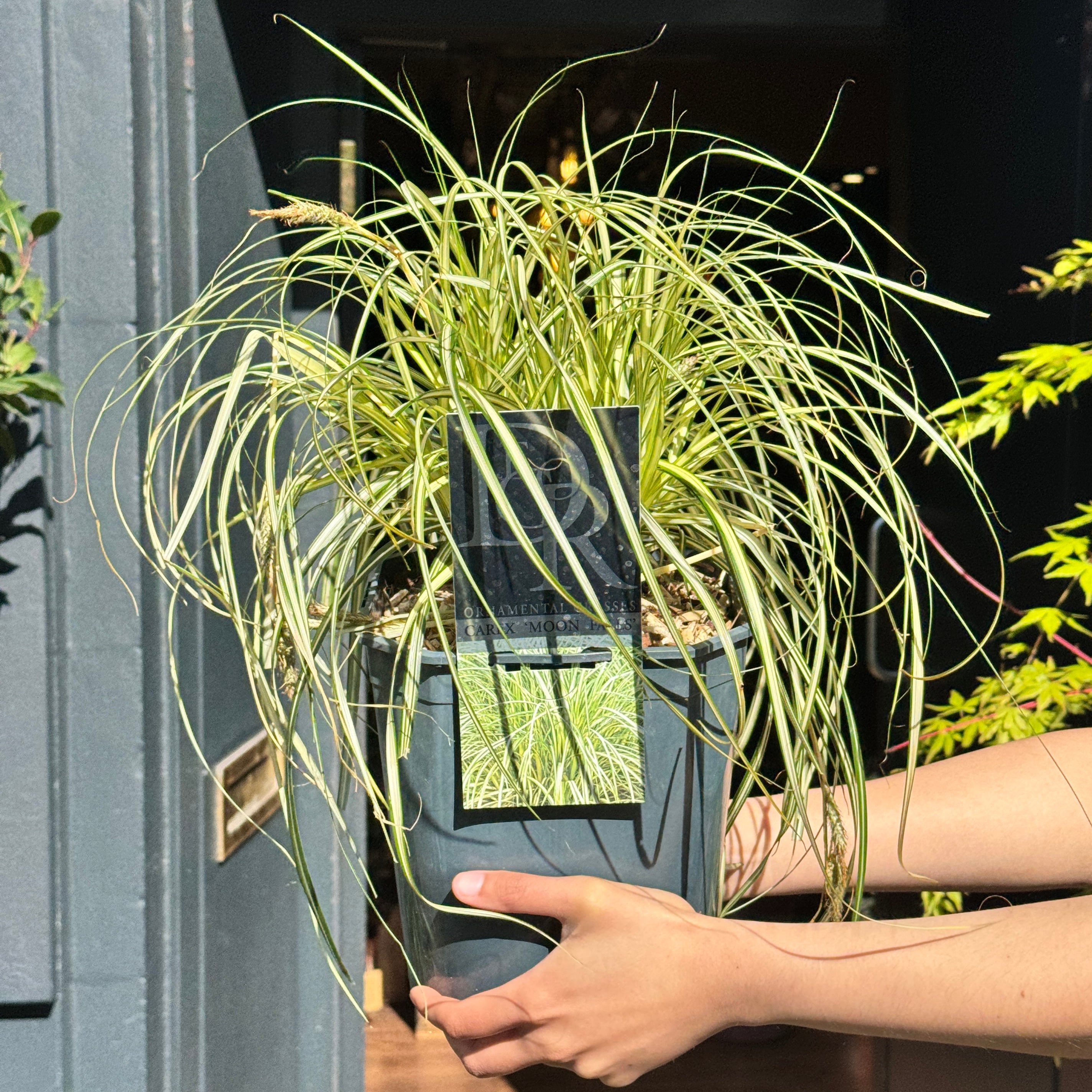 Carex 'Moon Falls'