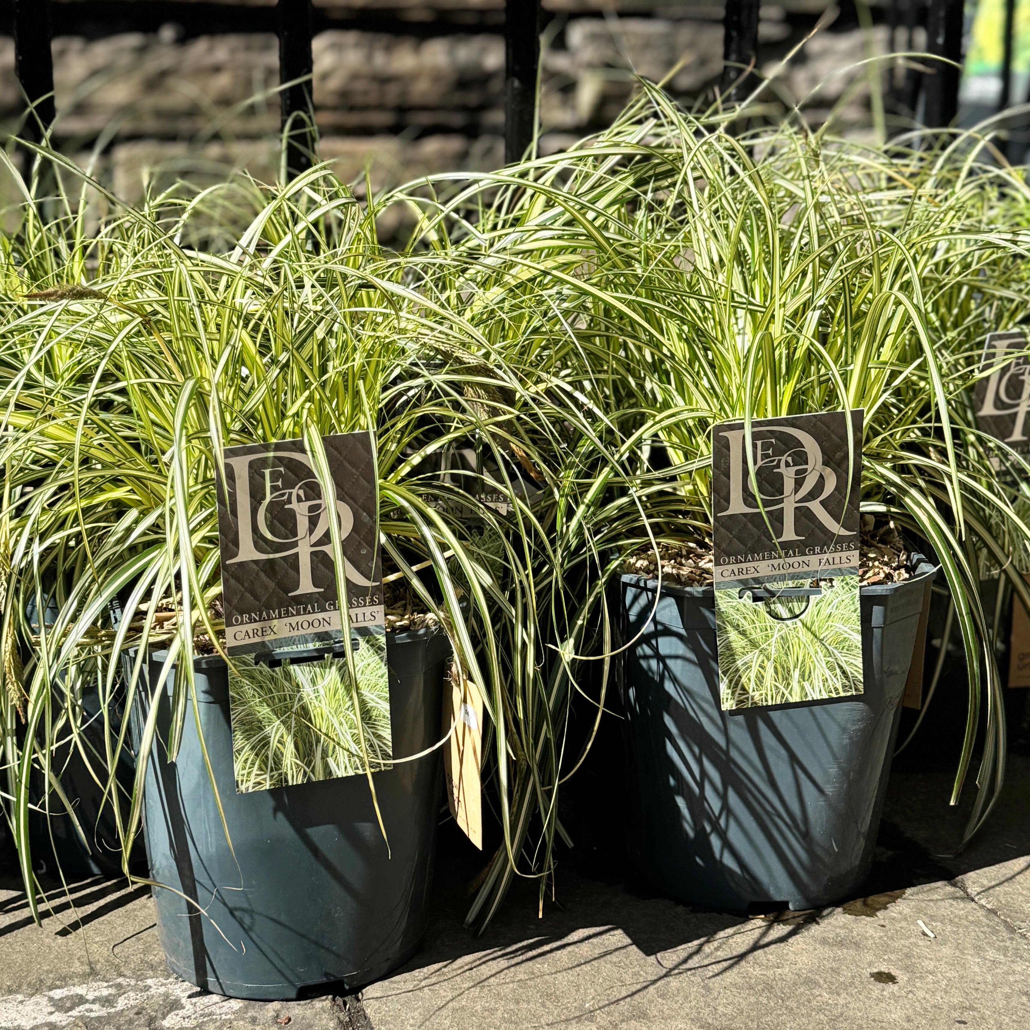 Carex 'Moon Falls'