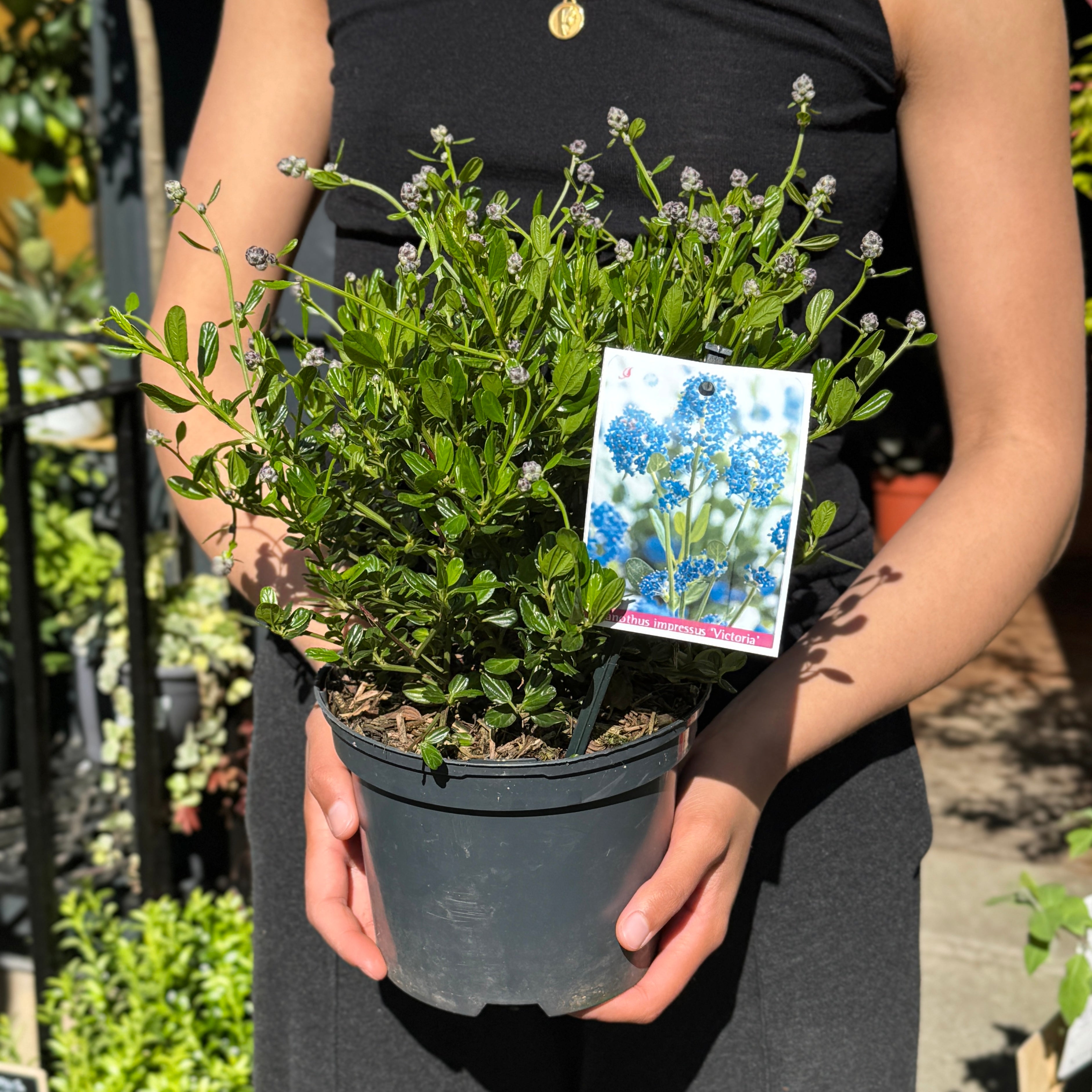 Ceanothus 'Victoria'