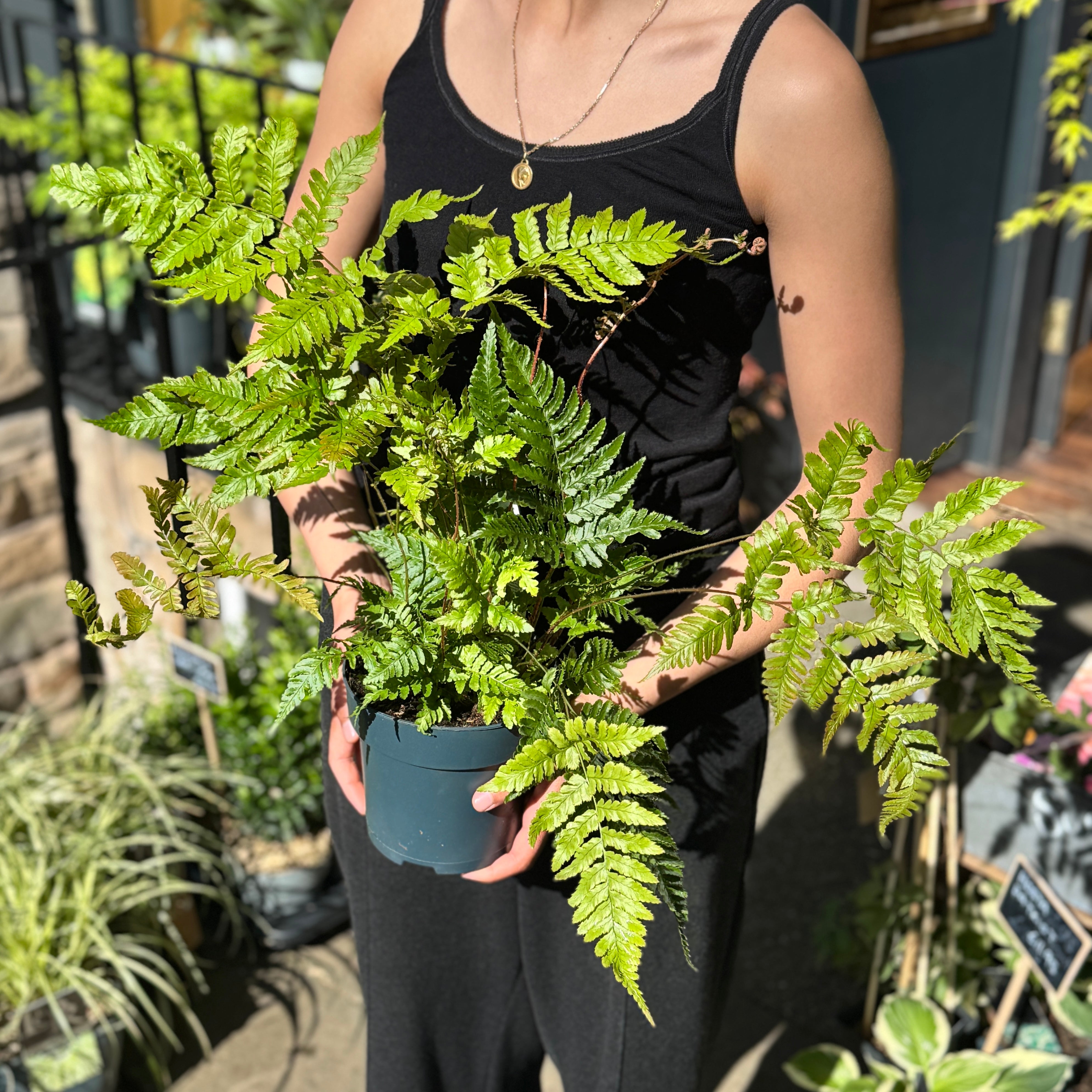 Dryopteris erythrosora