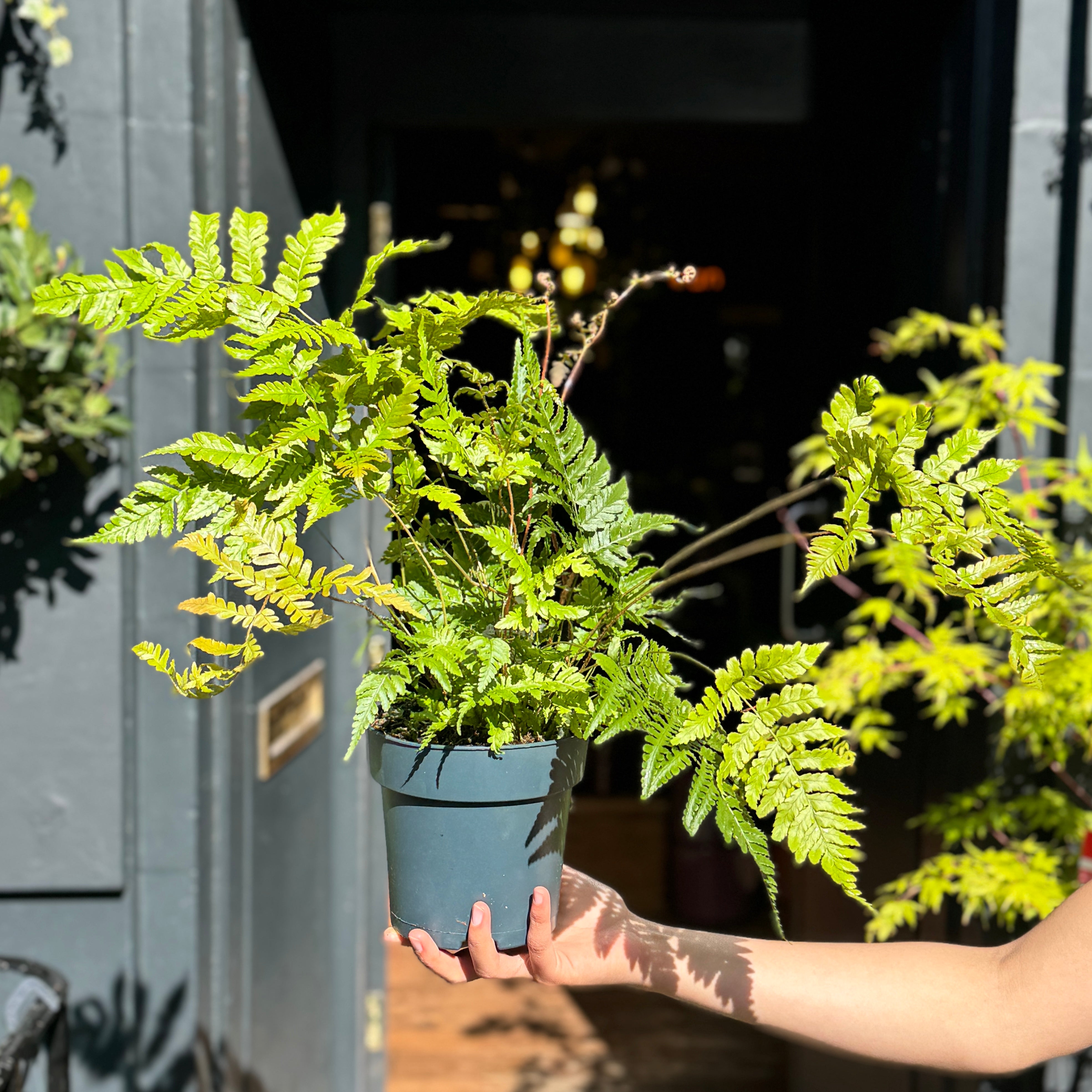 Dryopteris erythrosora