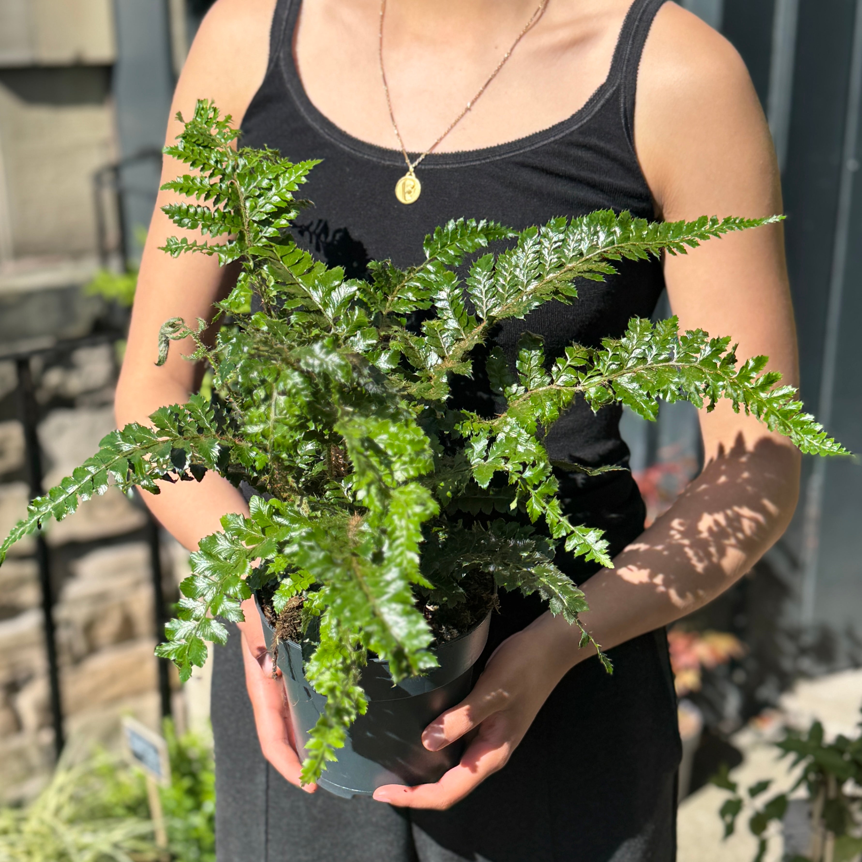 Polystichum polyblepharum