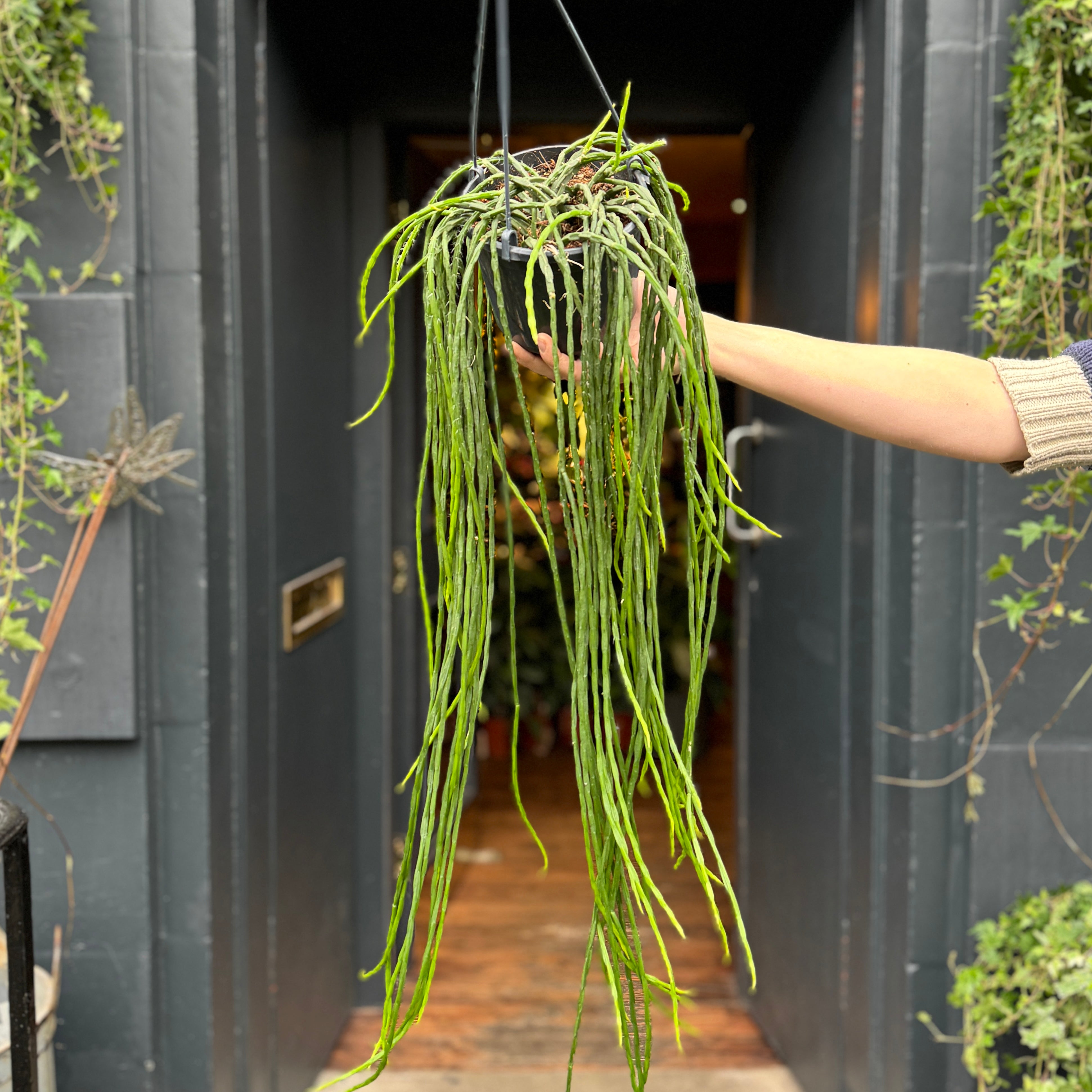 Rhipsalis paradoxa