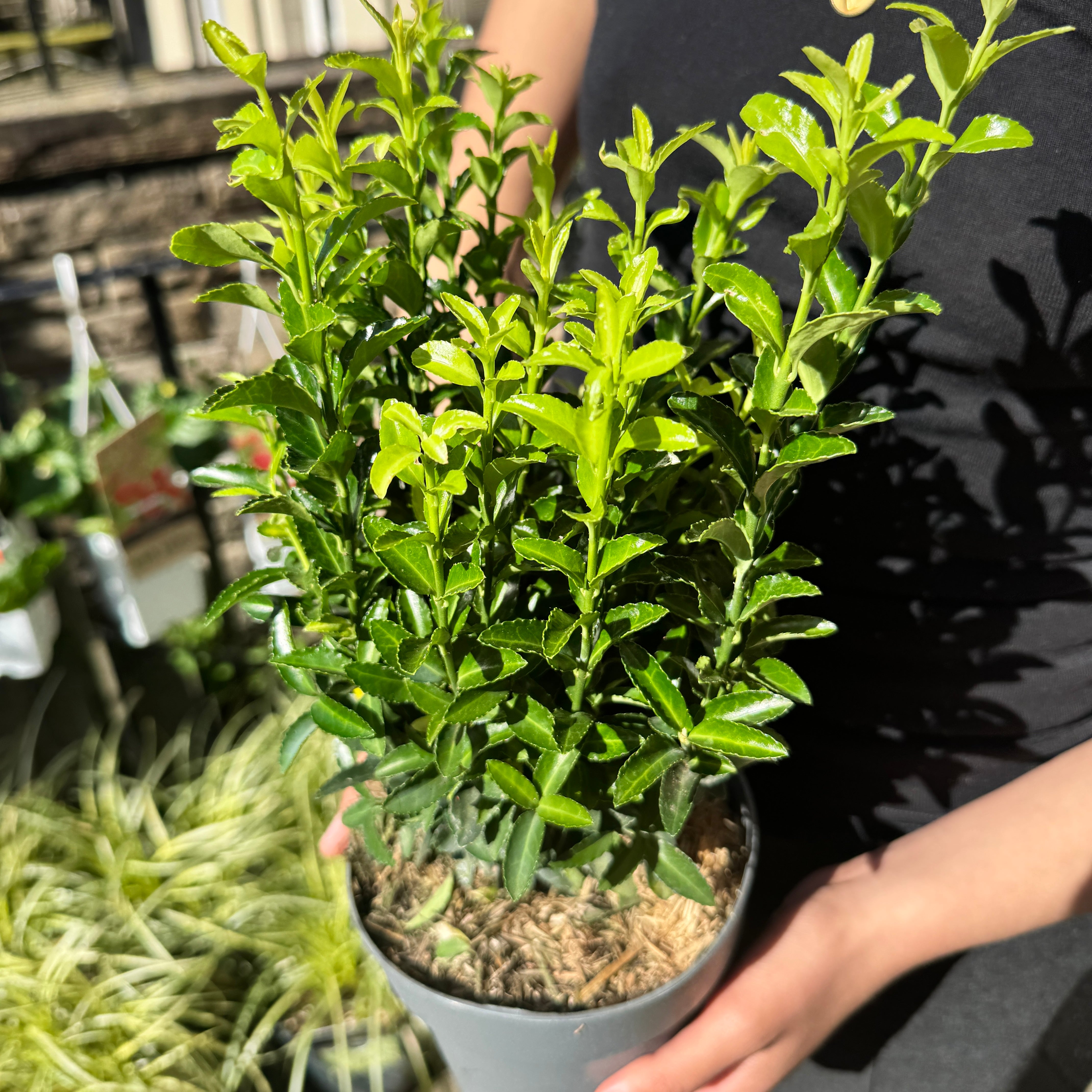 Euonymus ‘Green Spire’