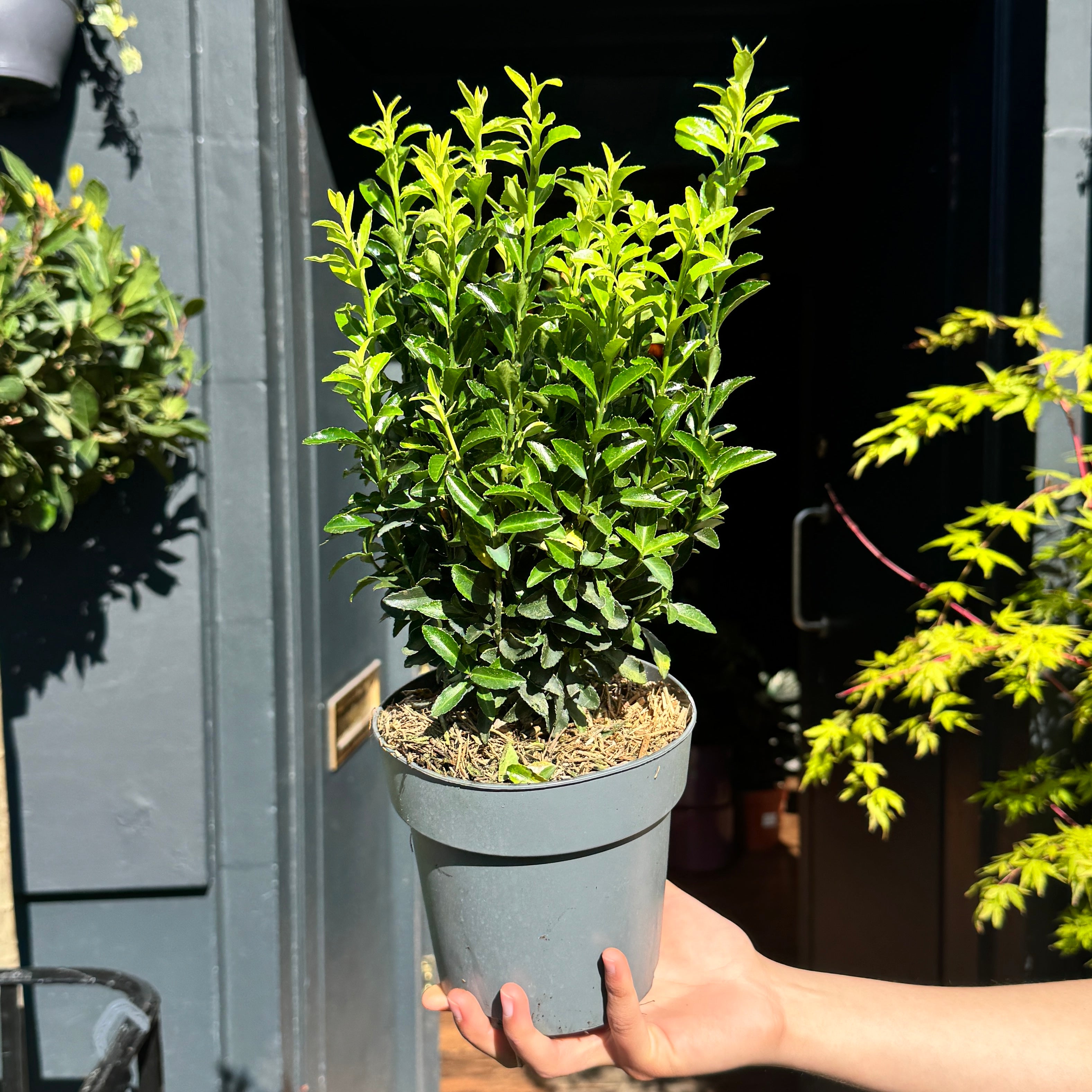 Euonymus ‘Green Spire’
