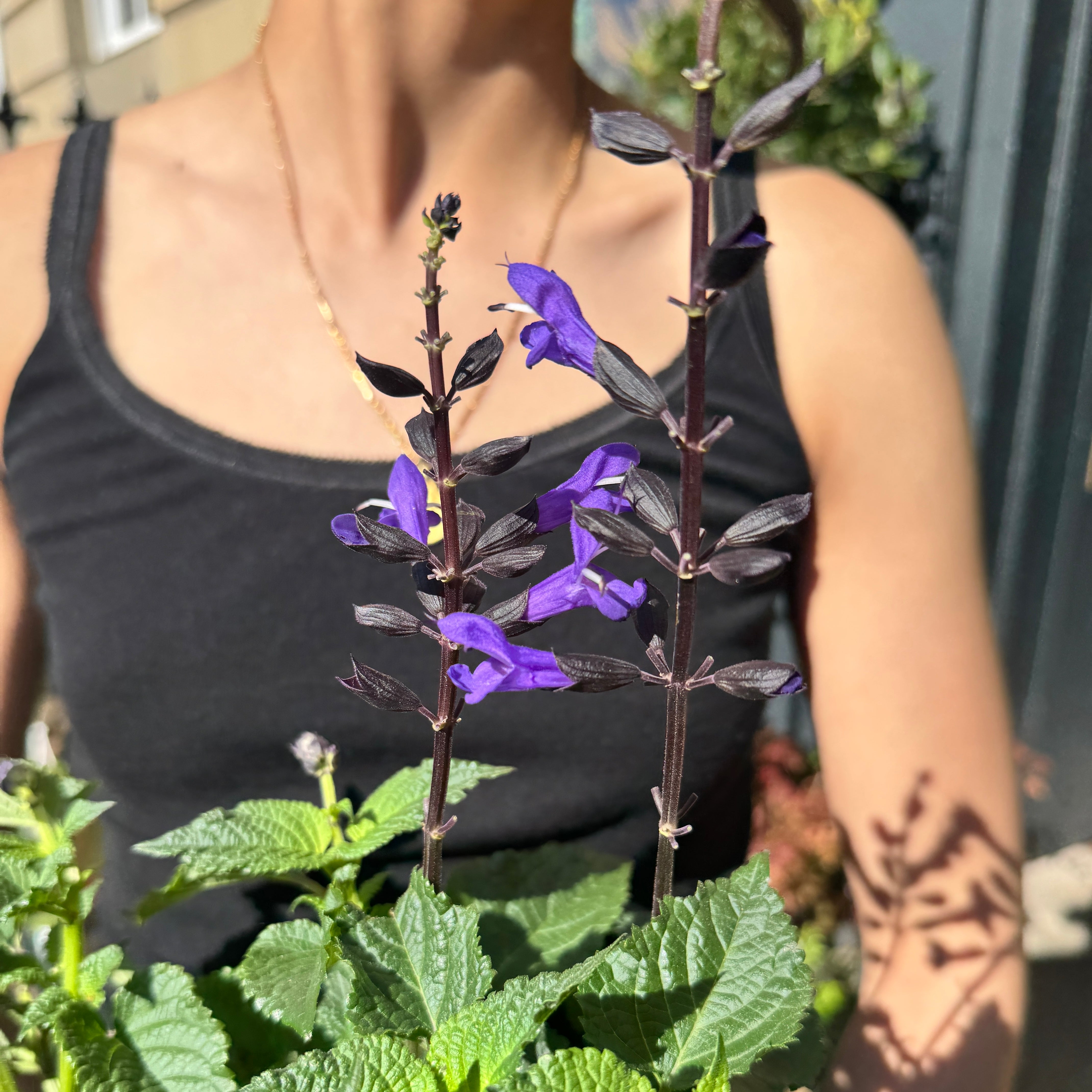 Salvia 'Salgoon Lake Blueberry'