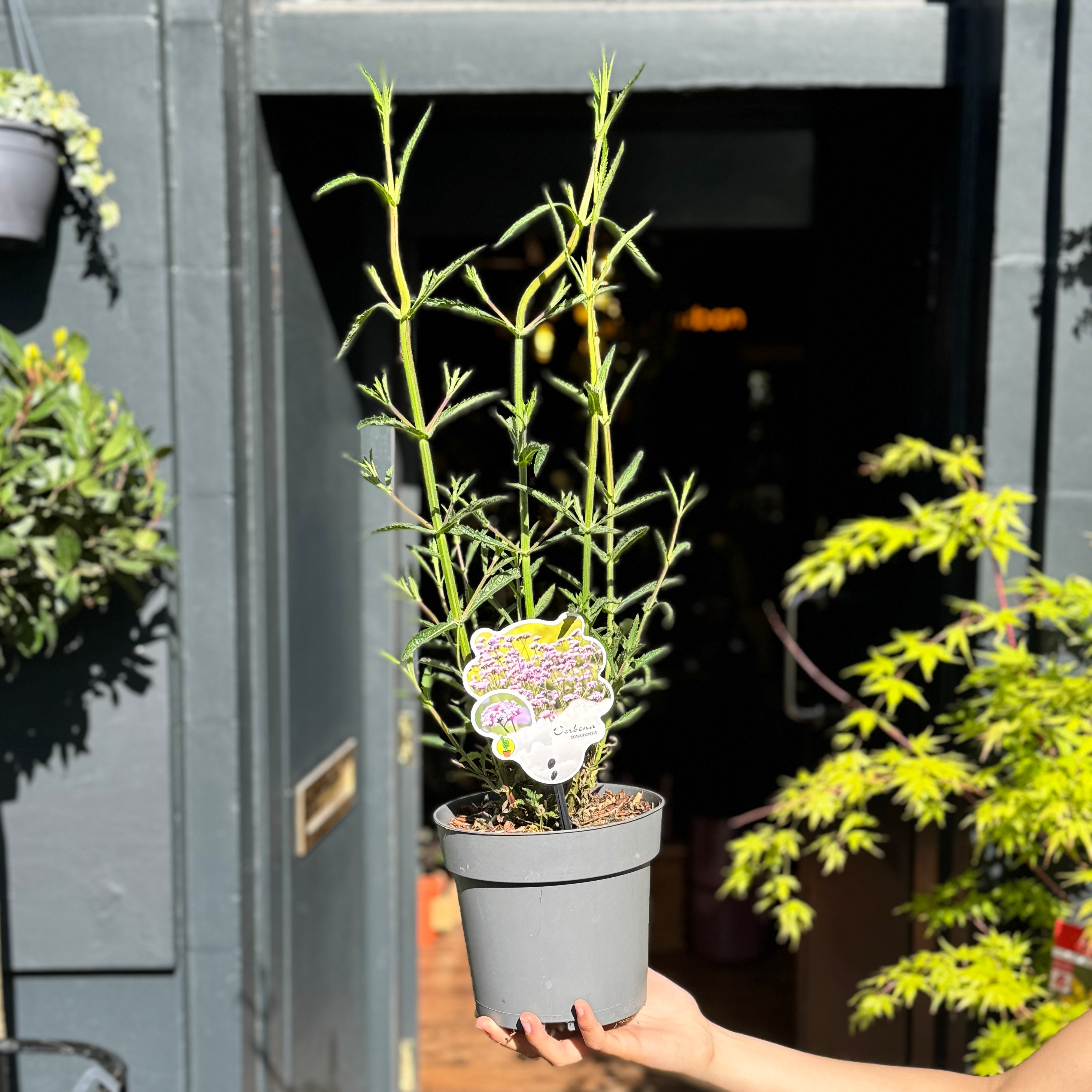 Verbena bonariensis