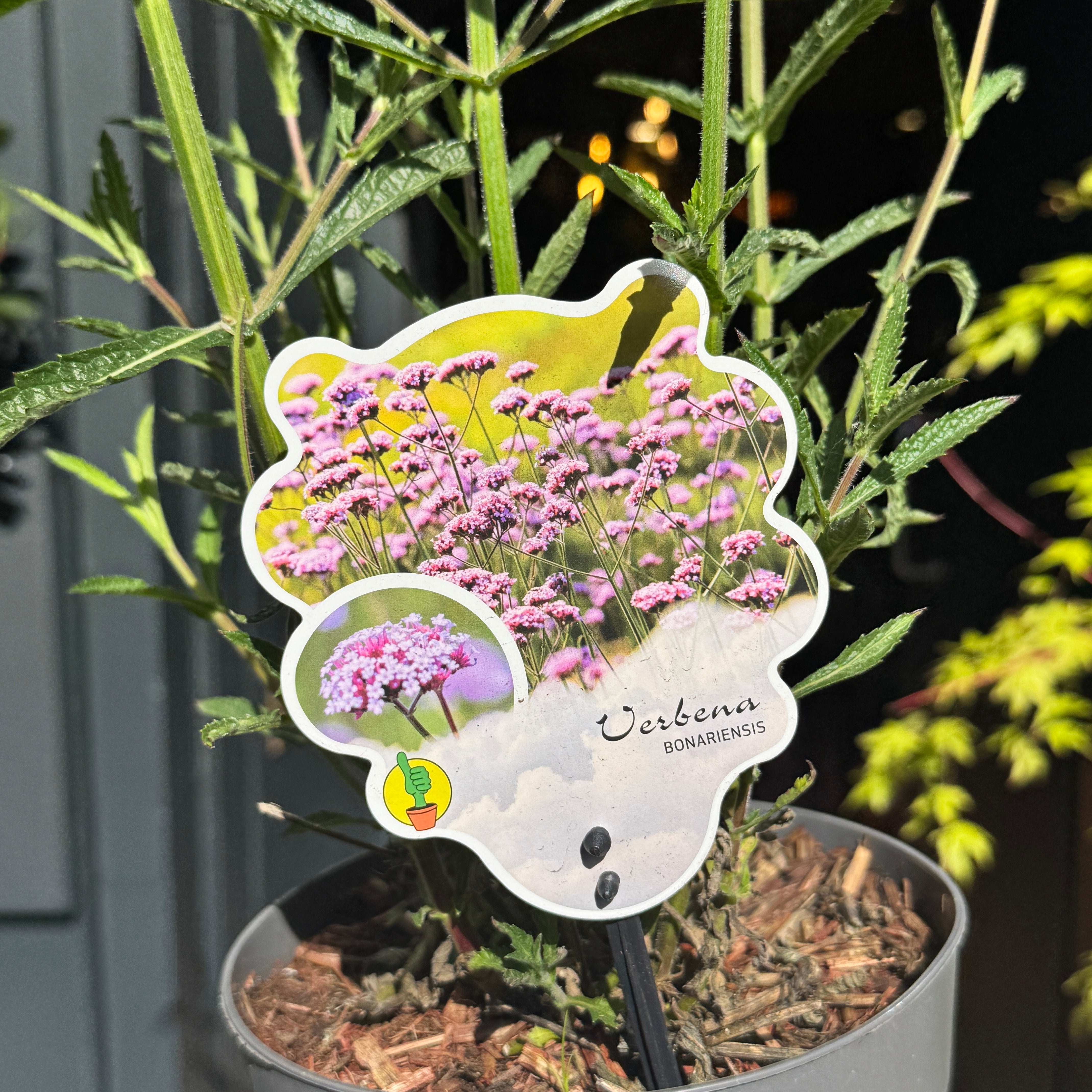 Verbena bonariensis