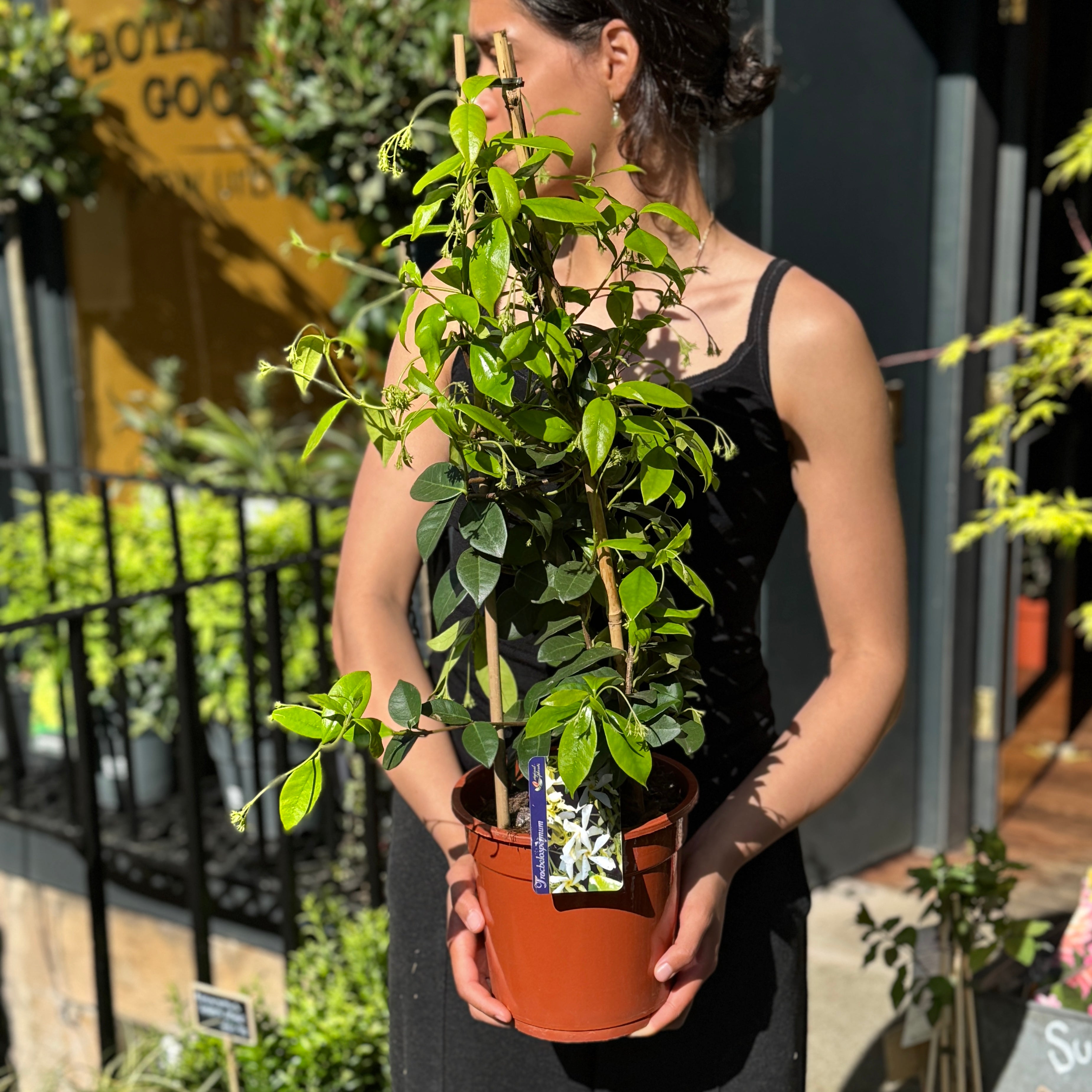 Trachelospermum jasminoides