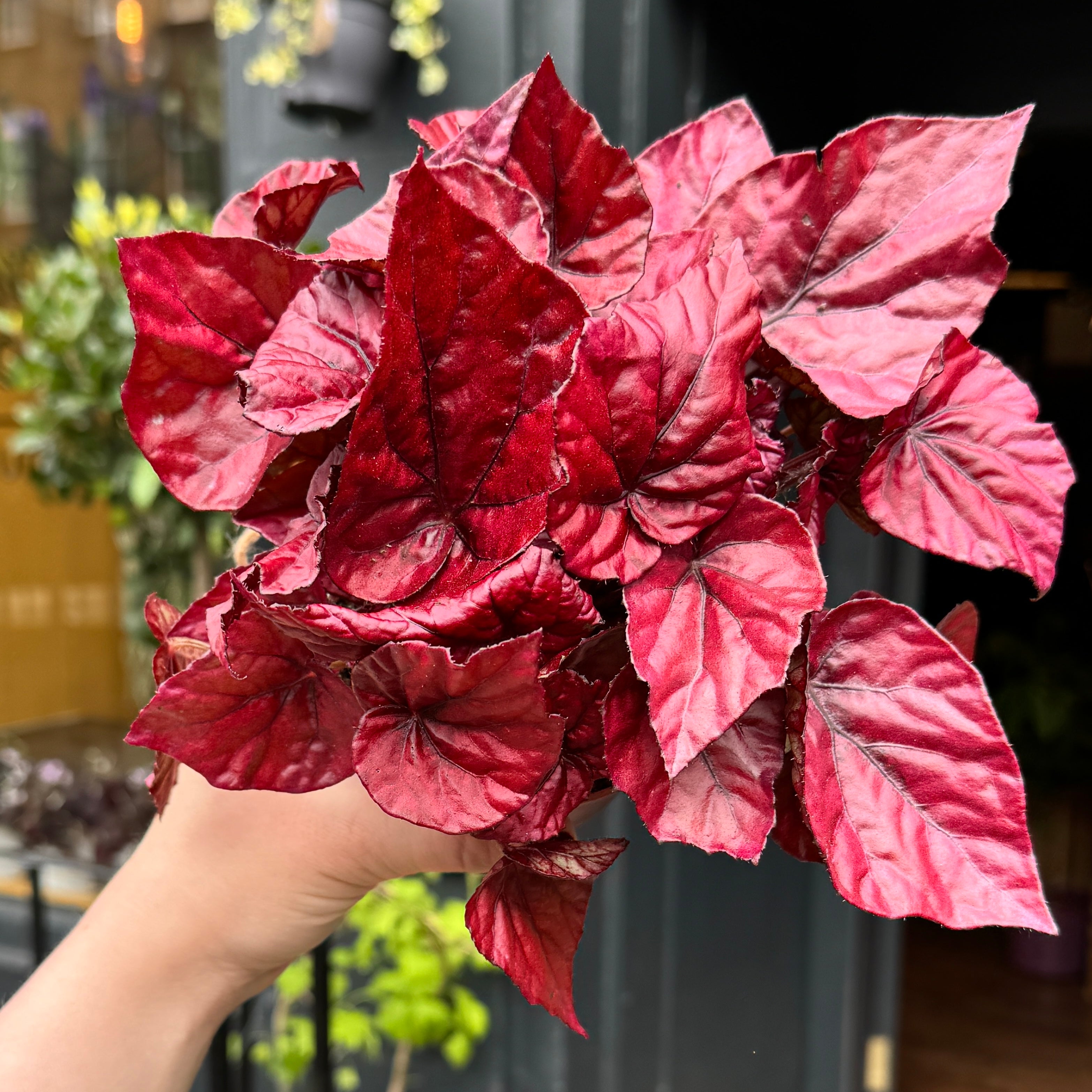 Begonia rex 'Inca Flame'