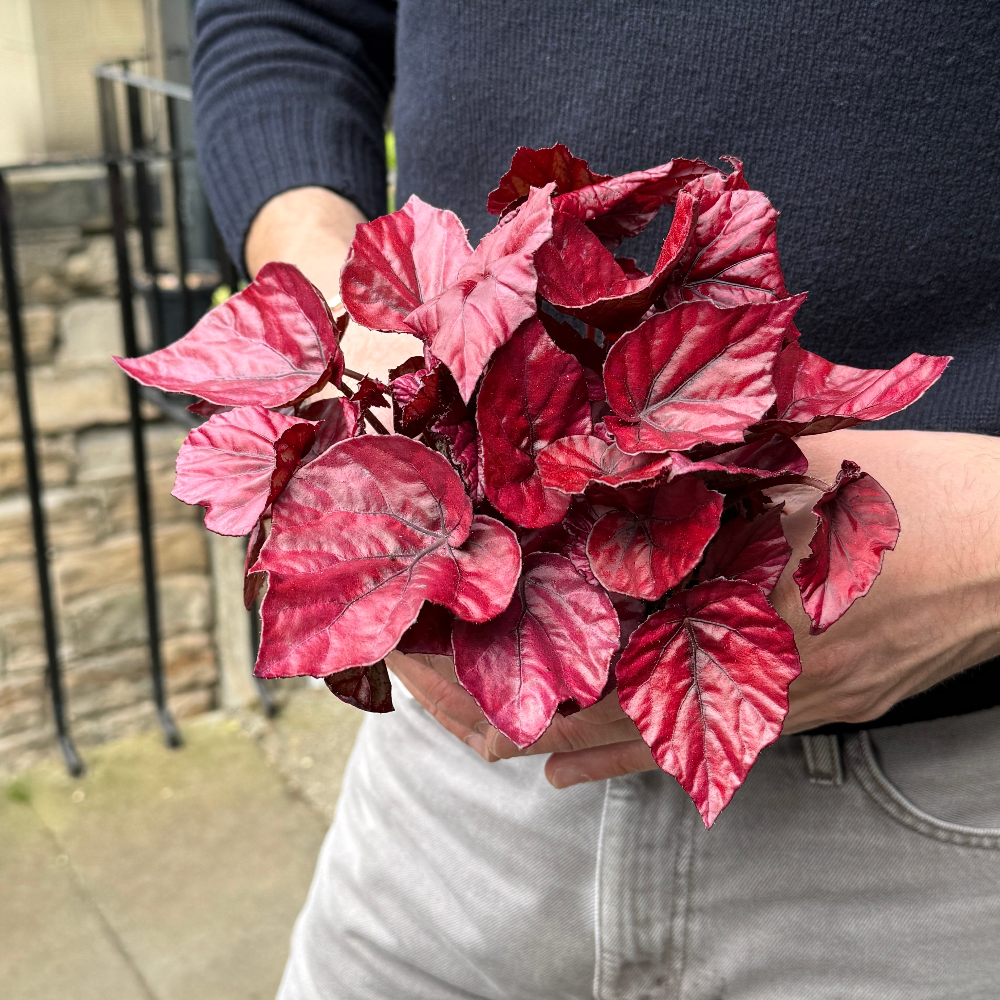 Begonia rex 'Inca Flame'