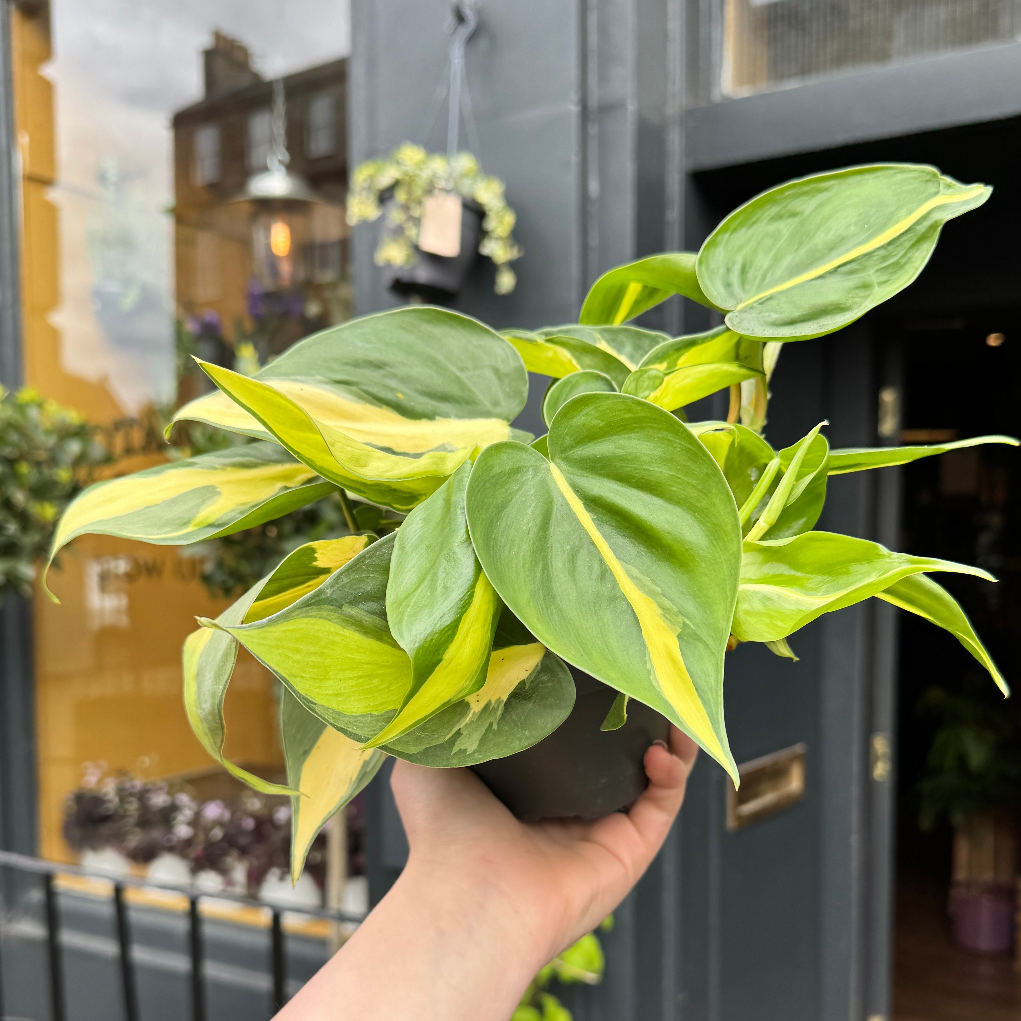 Philodendron ‘Brasil’