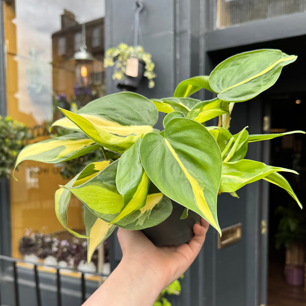 philodendron brasil uk Philodendron 'Brasil'
