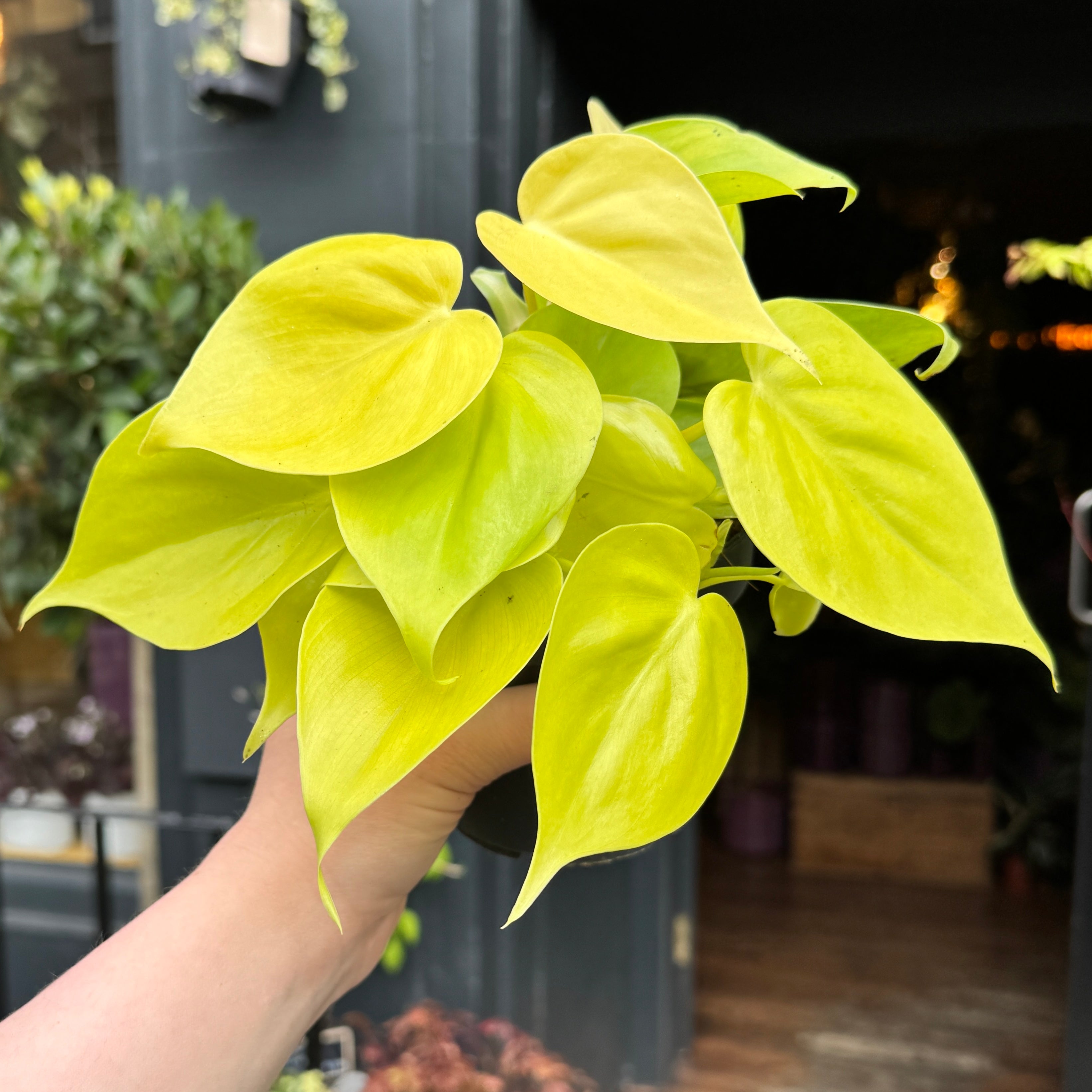 Philodendron ‘Lemon Lime’