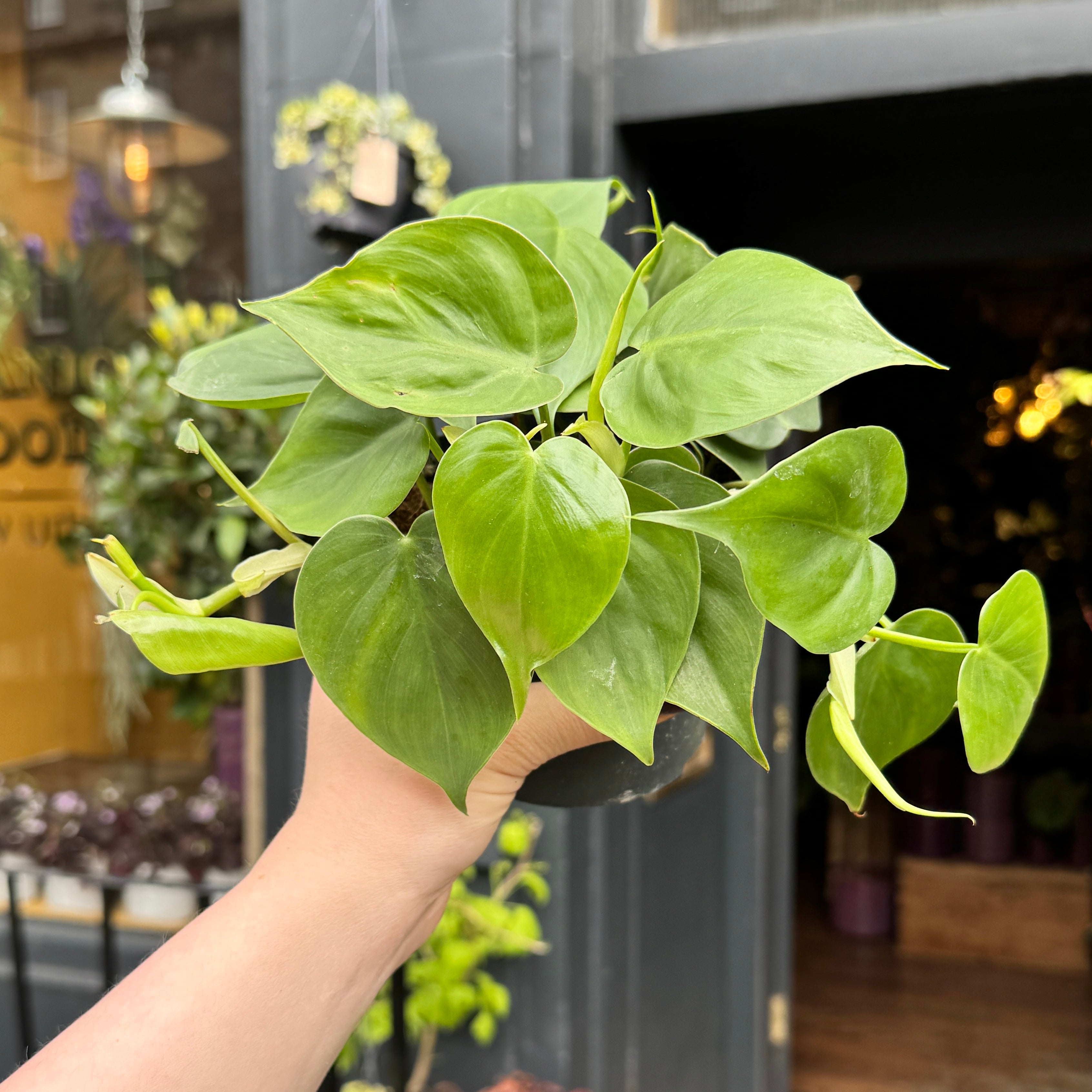 Philodendron scandens