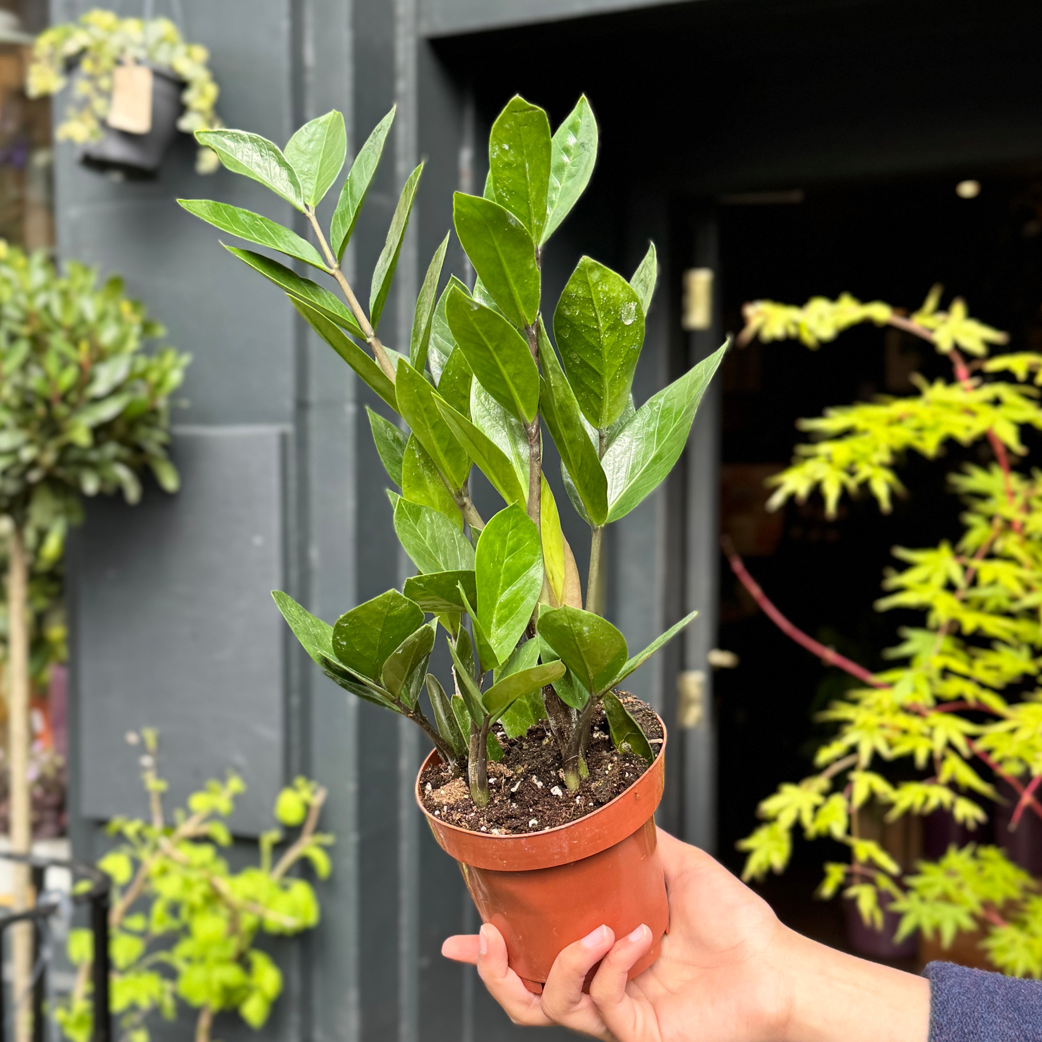 Zamioculcas zamiifolia (12cm pot)