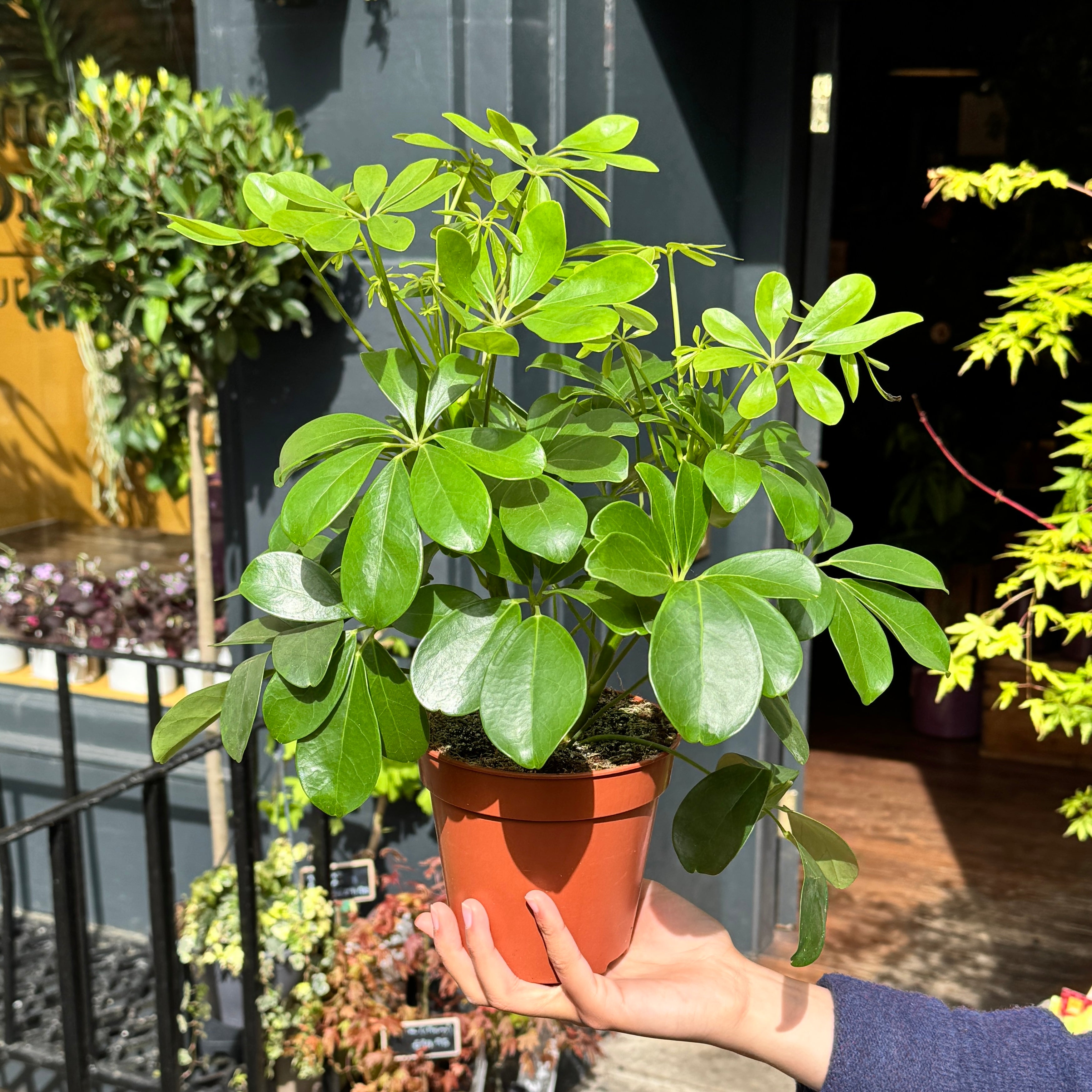 Umbrella Plant | Schefflera 'Nora' – grow urban.