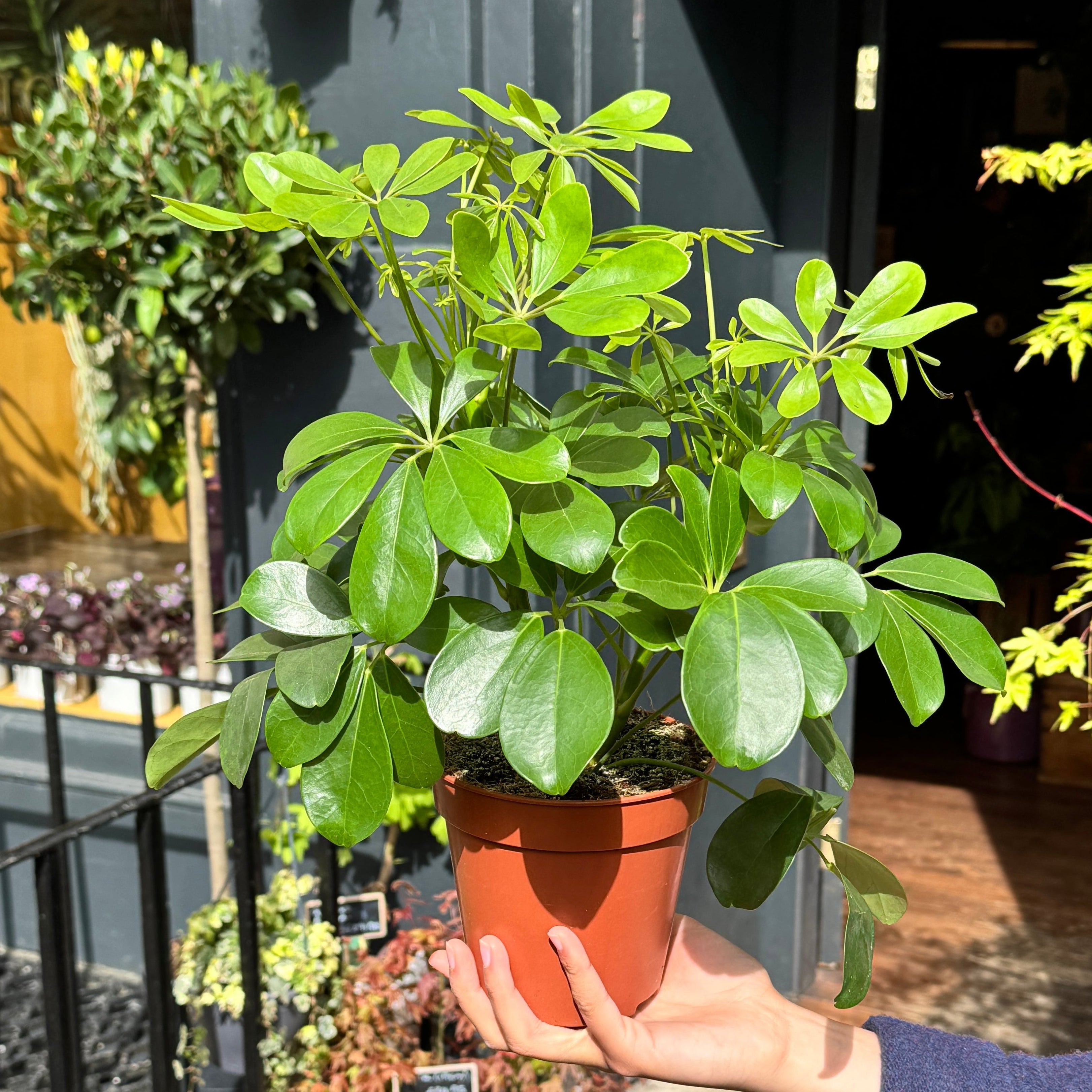 Schefflera ‘Nora’