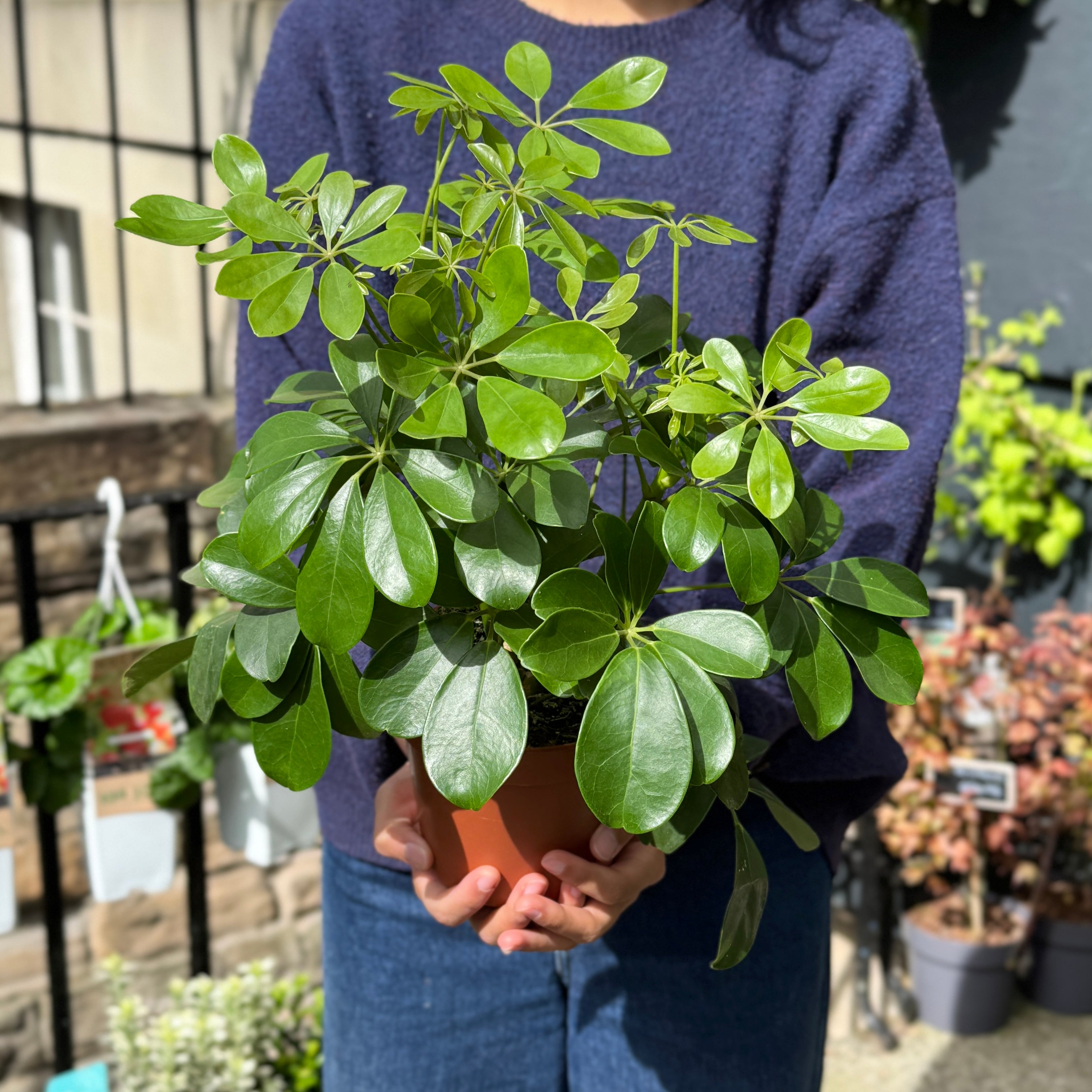 Schefflera ‘Nora’