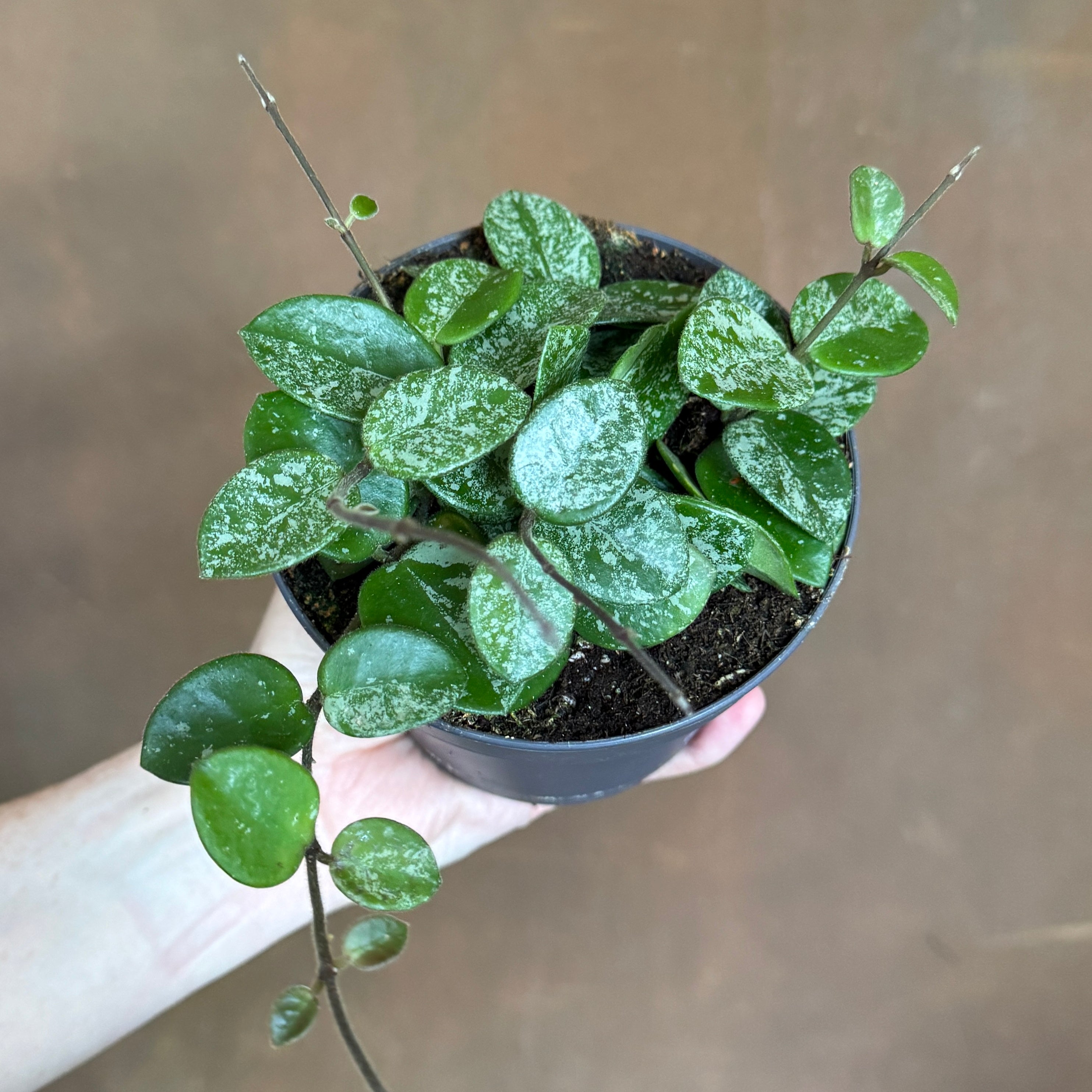 Hoya 'Mathilde Splash'