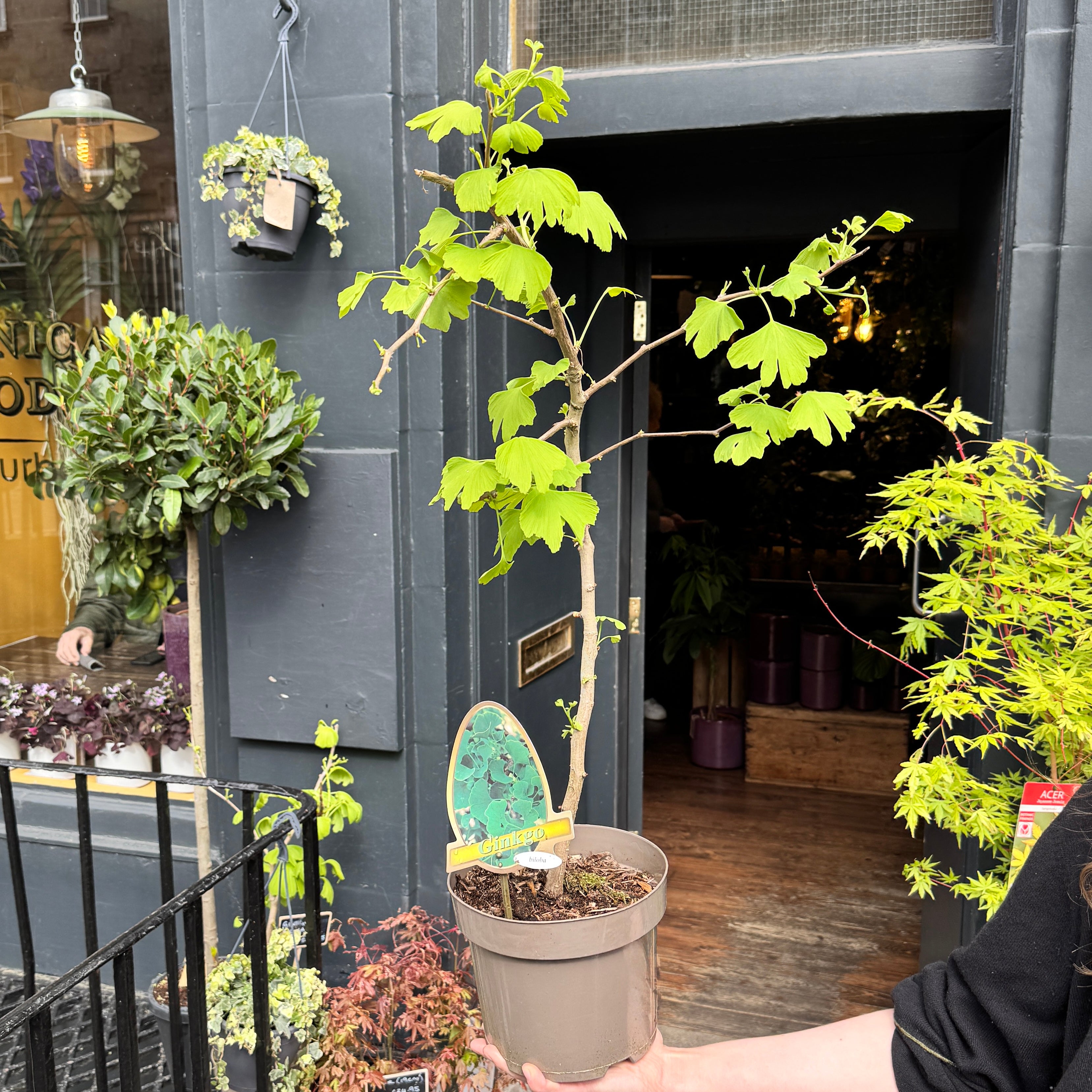 Person holding a potted plant in front of a store entrance with other plants around