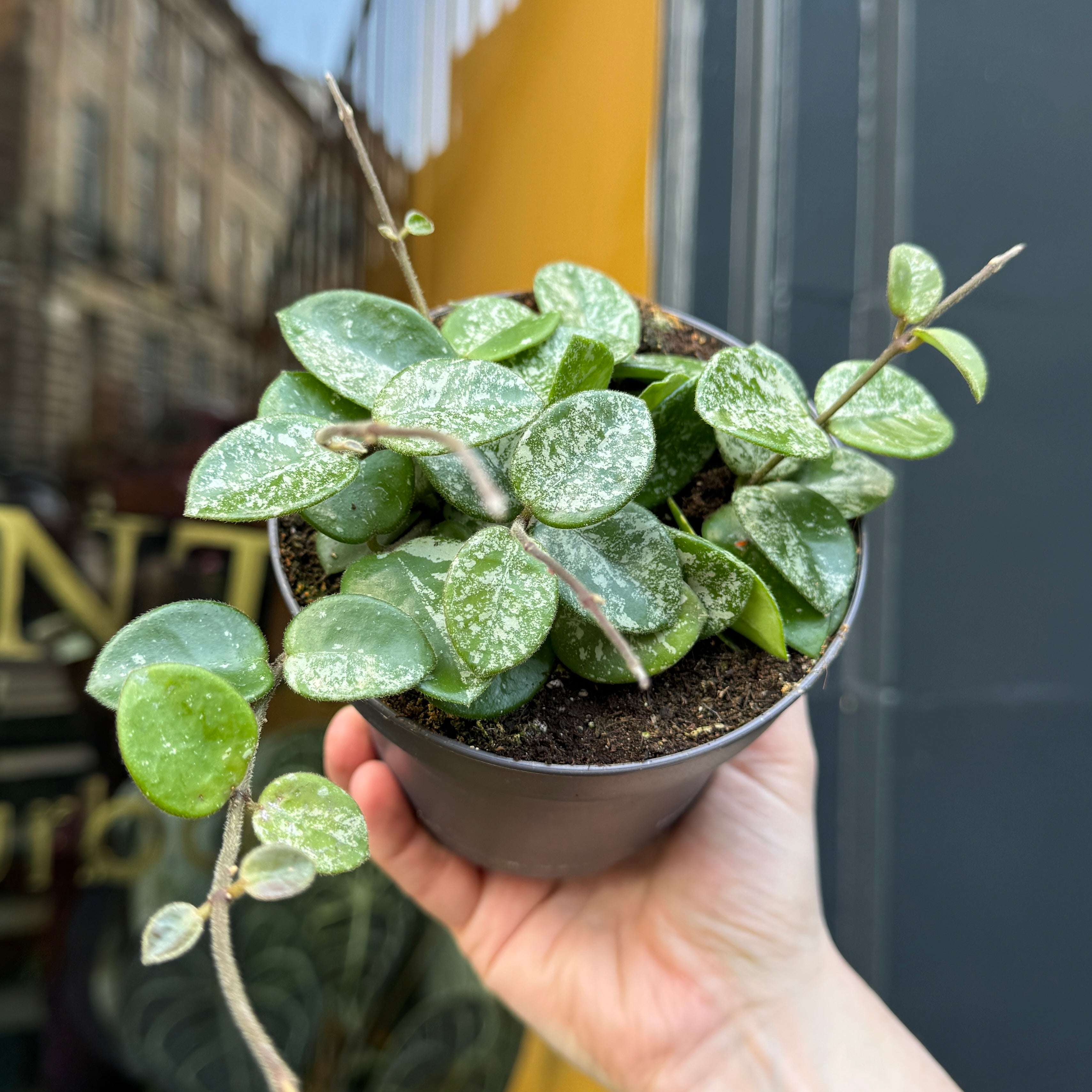 Hoya 'Mathilde Splash'