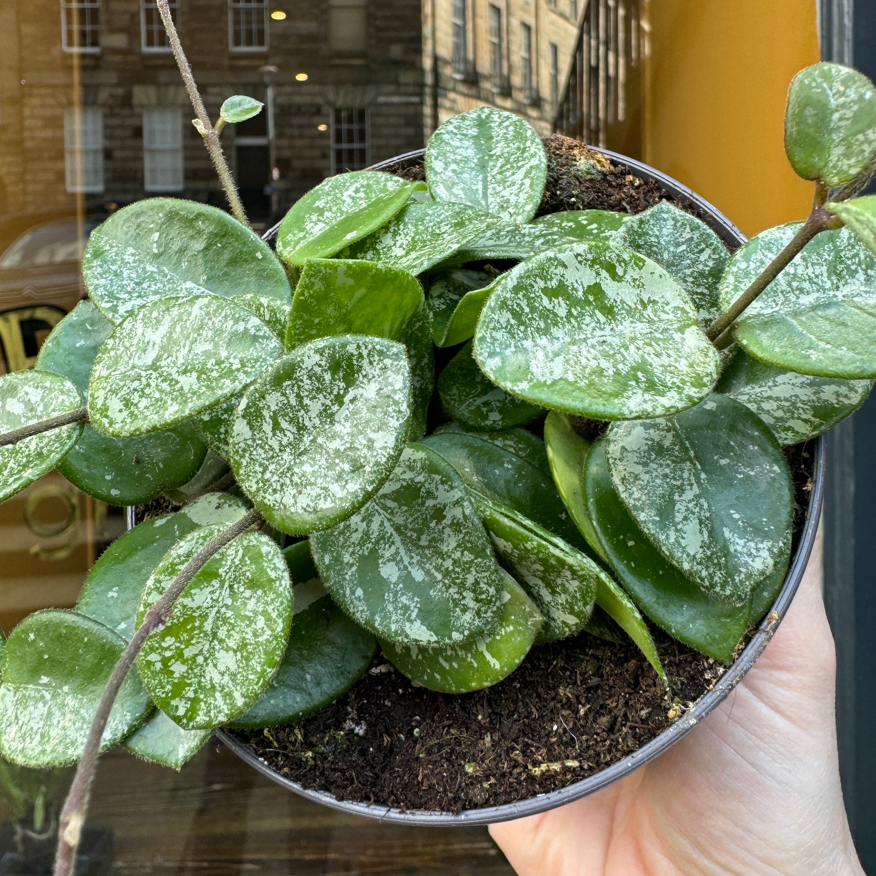 Hoya 'Mathilde Splash'